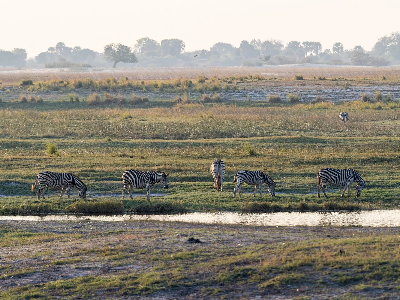 Best Time to Go on Safari in Botswana