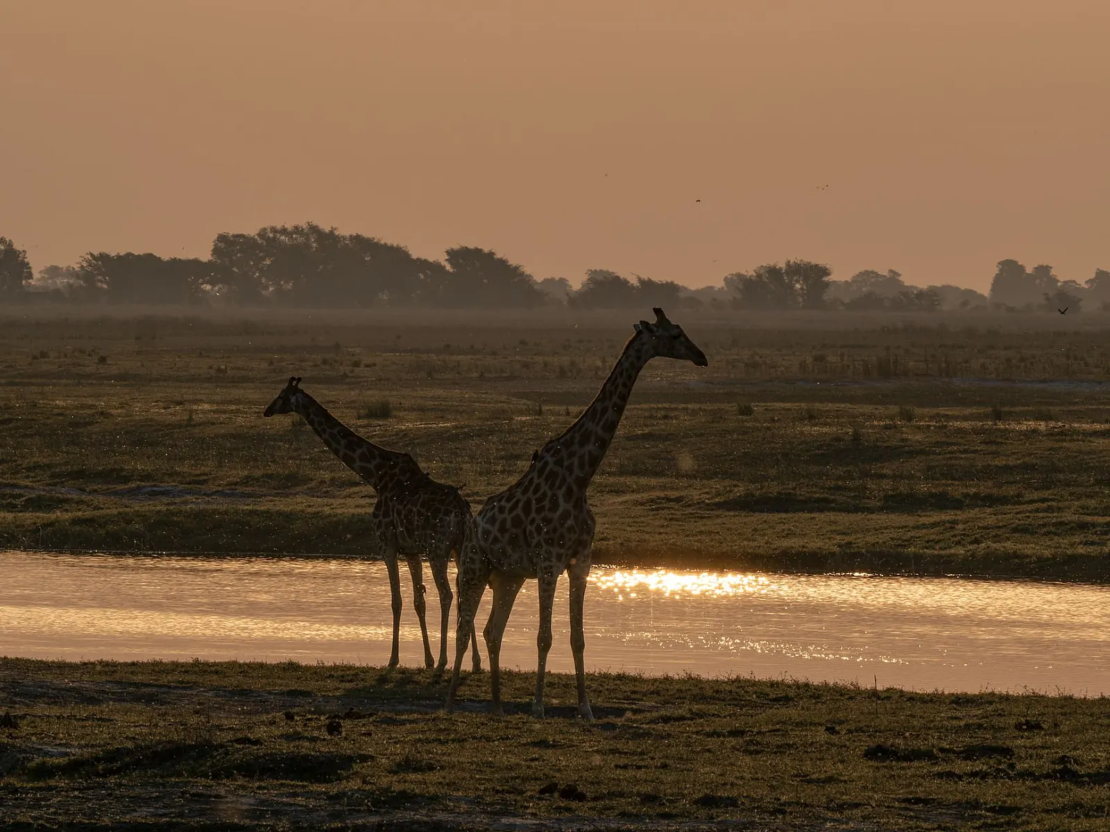Two giraffes silhouetted against an African sunset by a tranquil river.