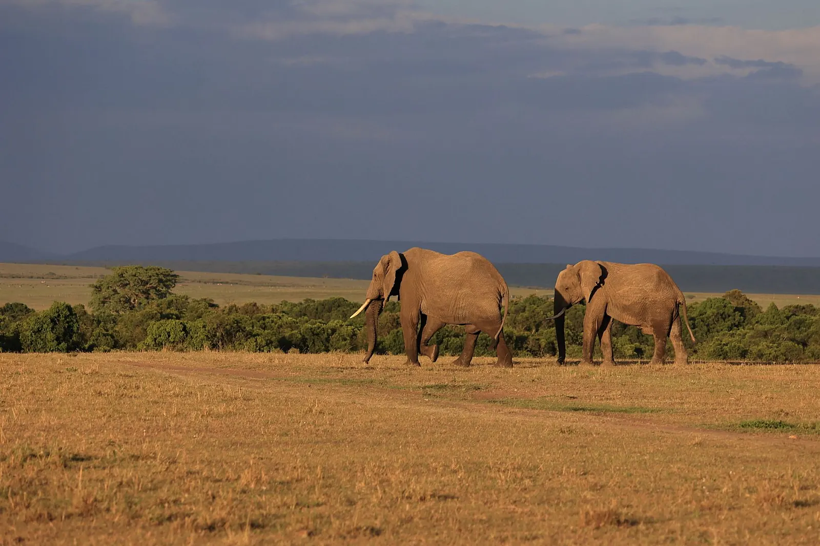 Two African elephants walking in the savannah of Narok, Kenya.