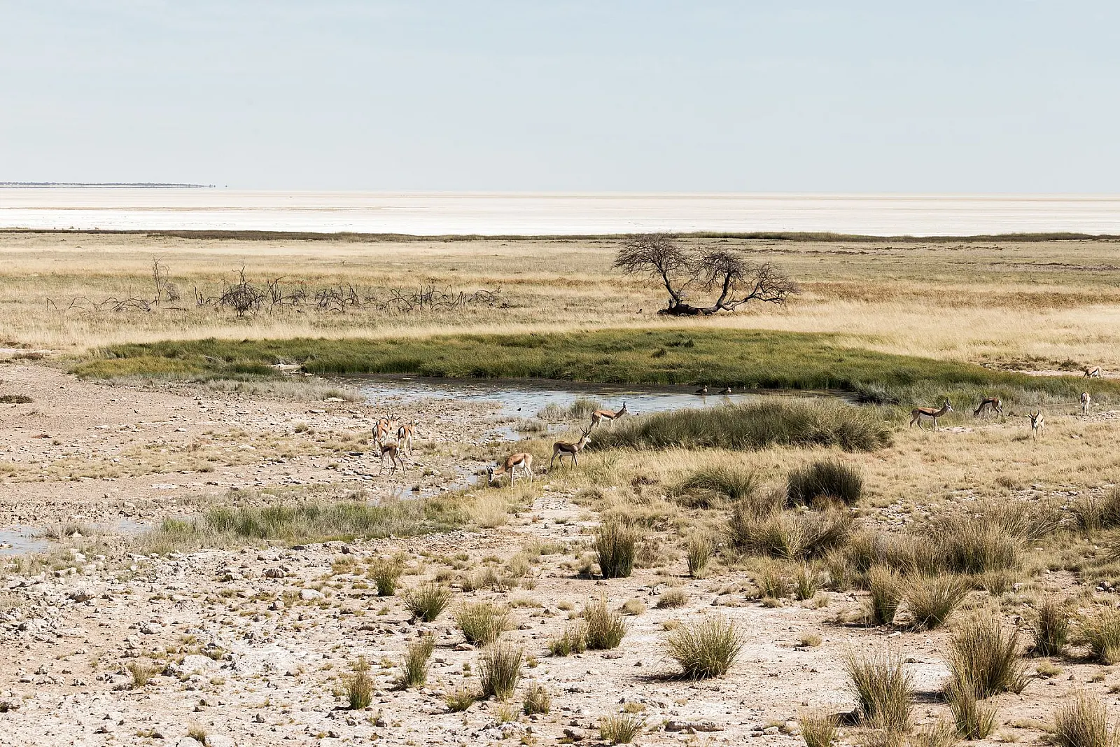 A herd of springboks feeding near a waterhole in Namibia's savannah landscape.