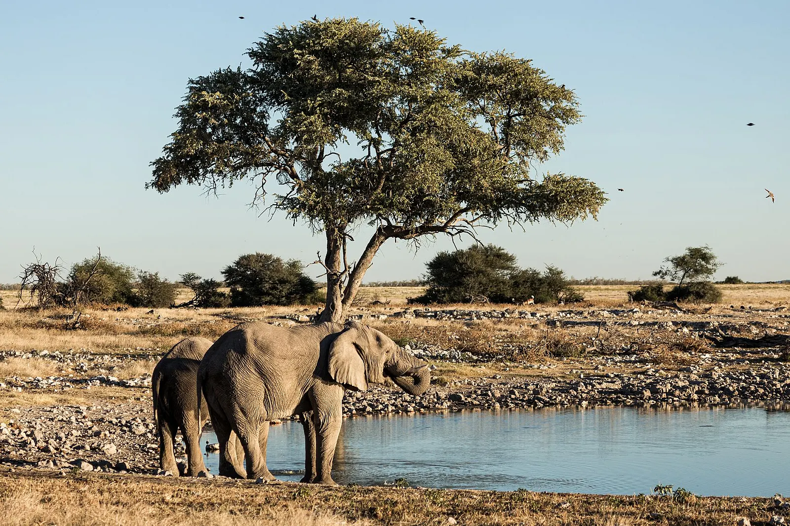 Two African elephants at a waterhole in Namibia's savannah, under a tree.