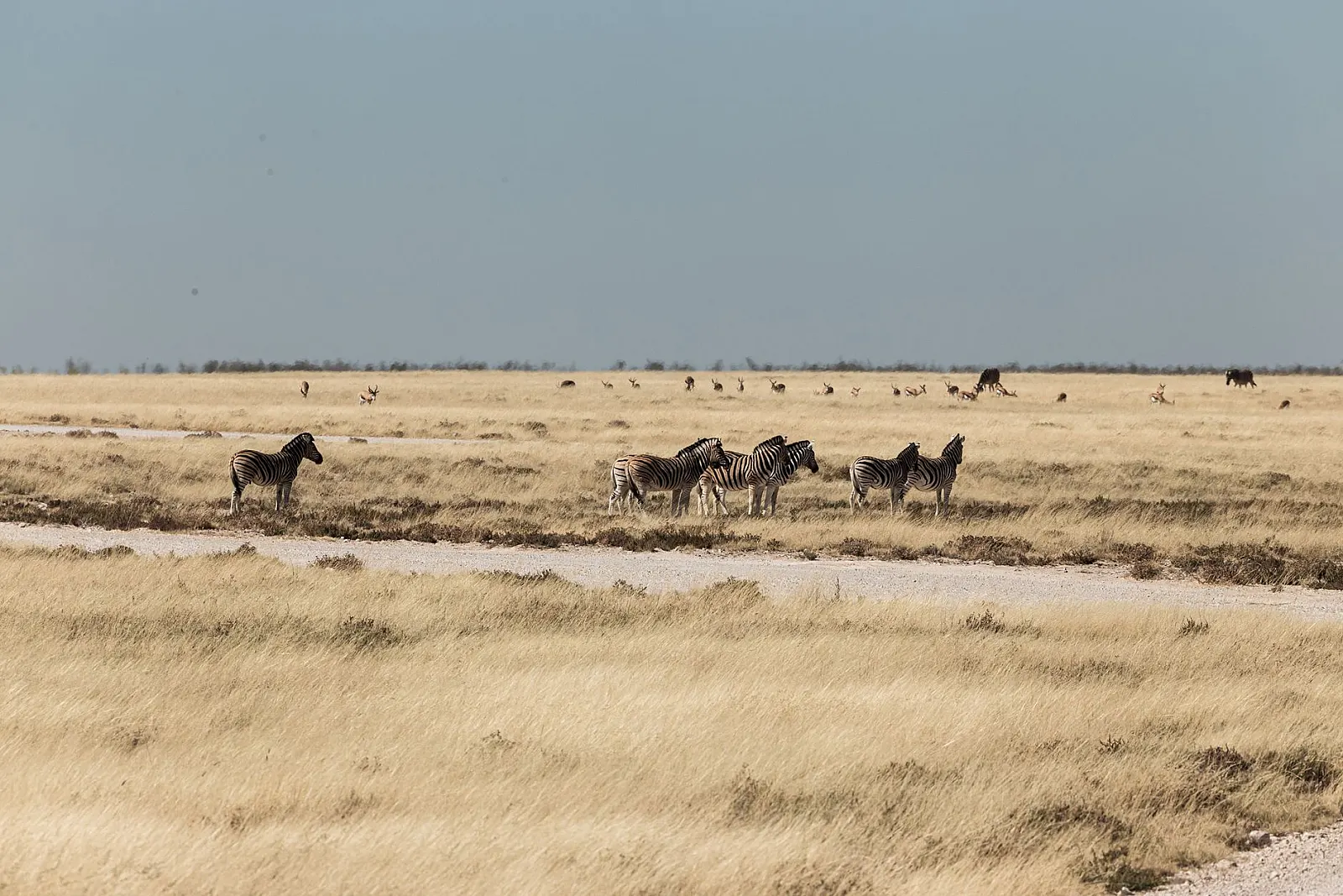 Group of zebras in the open savannah under a clear sky, showcasing wildlife's natural habitat.