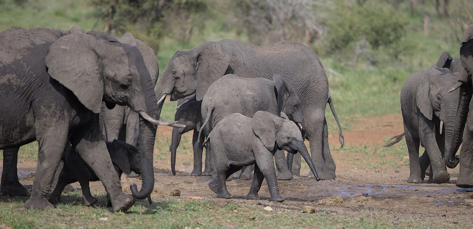 Best Time to Go on Safari in South Africa