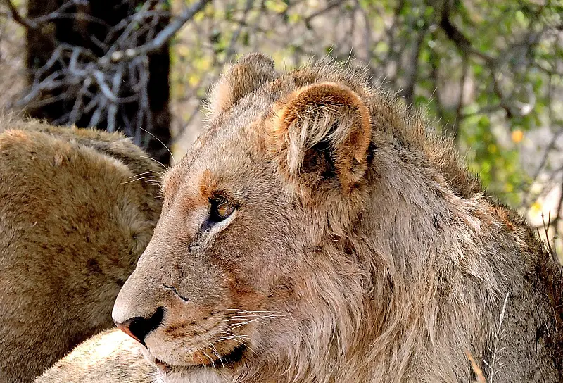 Majestic lioness captured in a close-up portrait in her natural South African habitat.