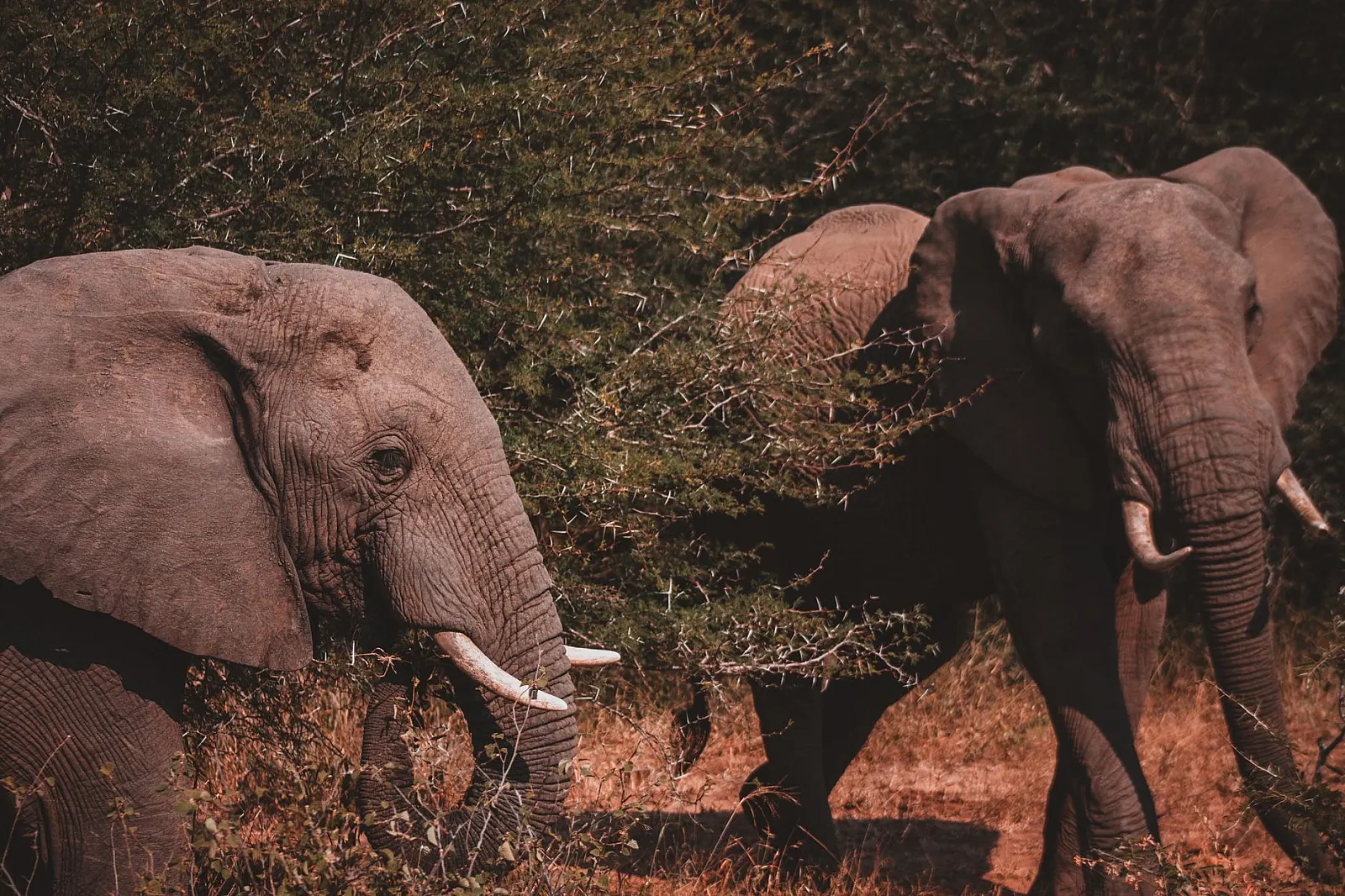 A pair of African elephants grazing in the bush, showcasing wildlife behavior in their natural environment.