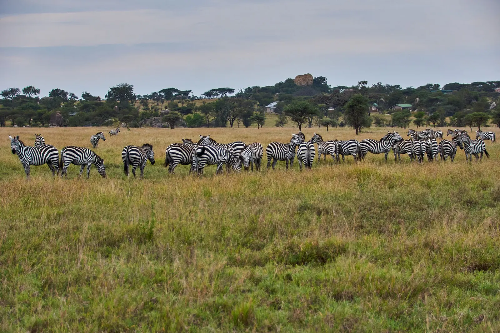 A serene scene of zebras grazing in a vast African savannah, showcasing wildlife harmony.