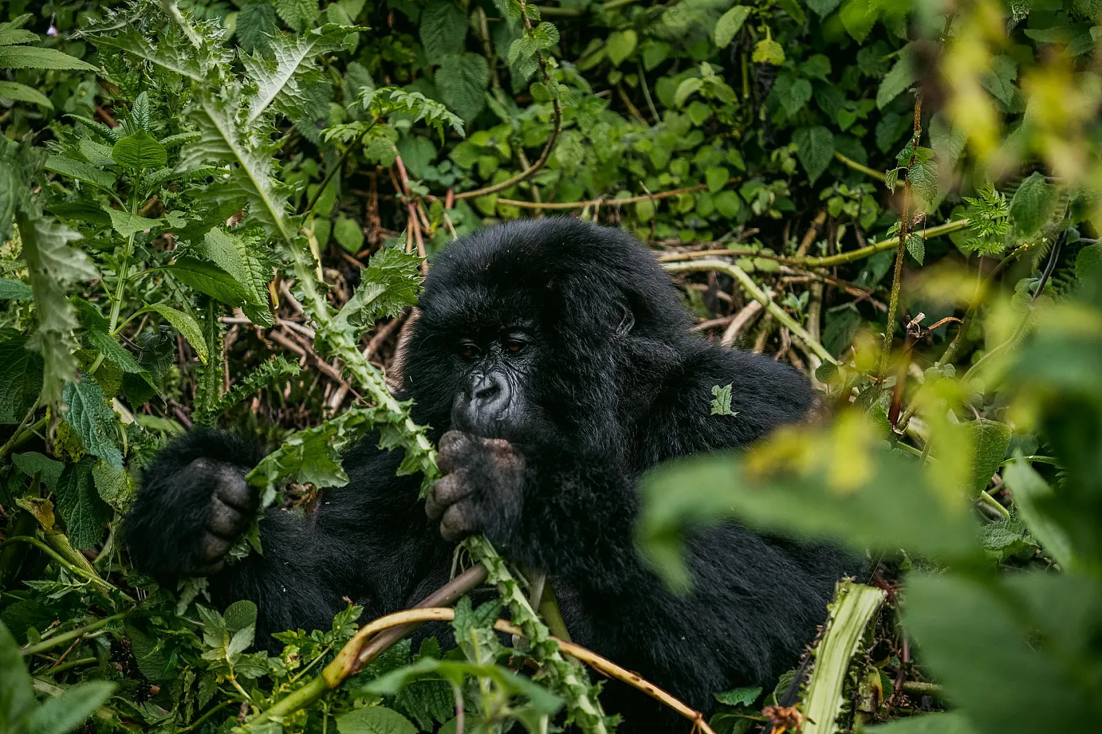 A mountain gorilla peacefully eating vegetation in a dense jungle setting.