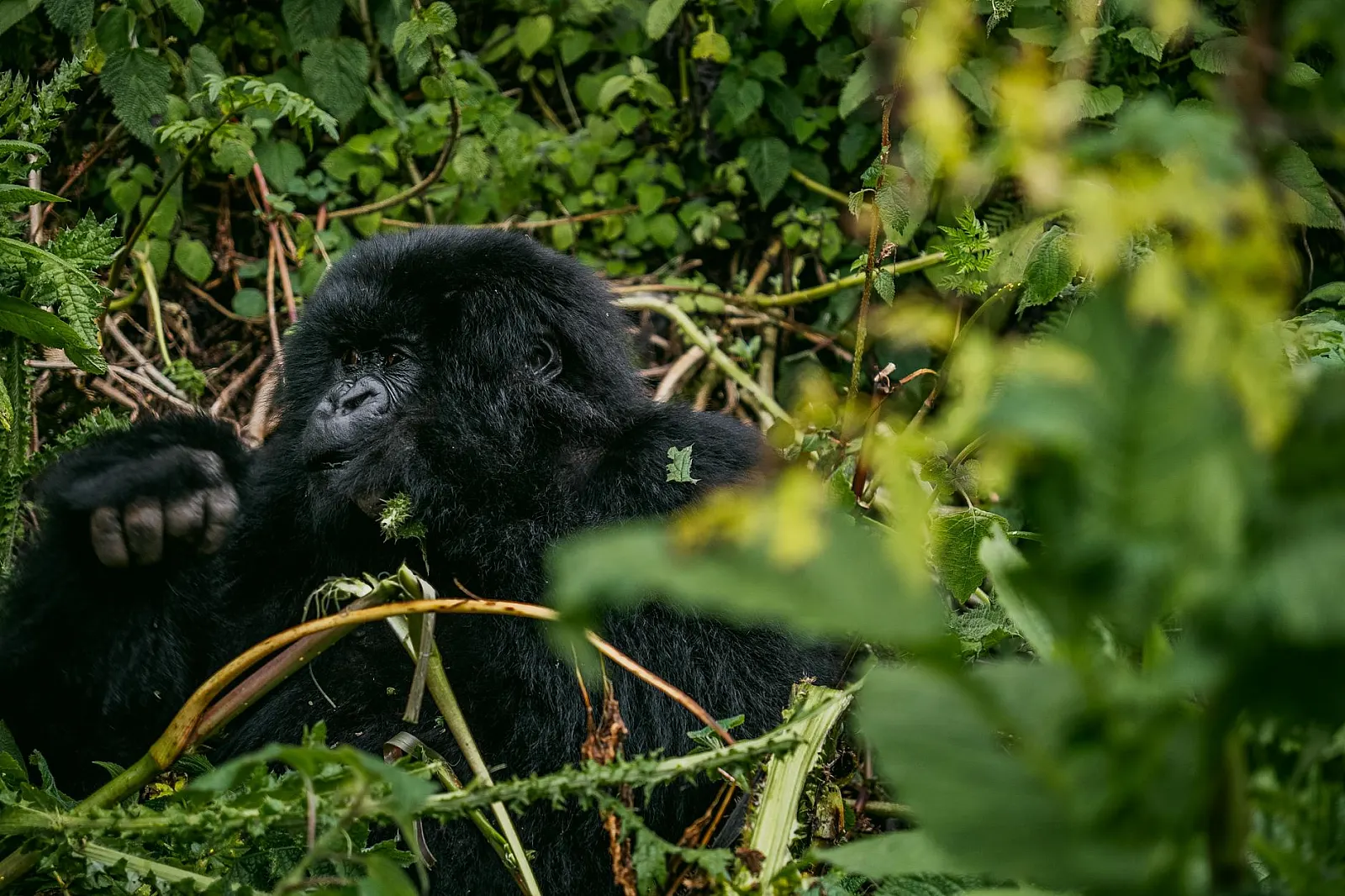 Wild mountain gorilla resting amidst dense green foliage in a natural habitat.