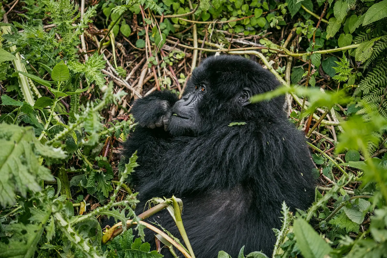 Close-up of a Mountain Gorilla in natural habitat surrounded by lush vegetation.