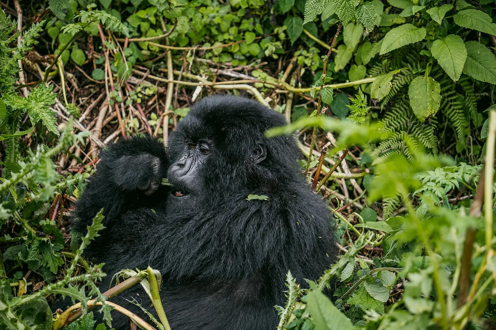 A peaceful mountain gorilla sits among dense green vegetation, embodying jungle serenity.