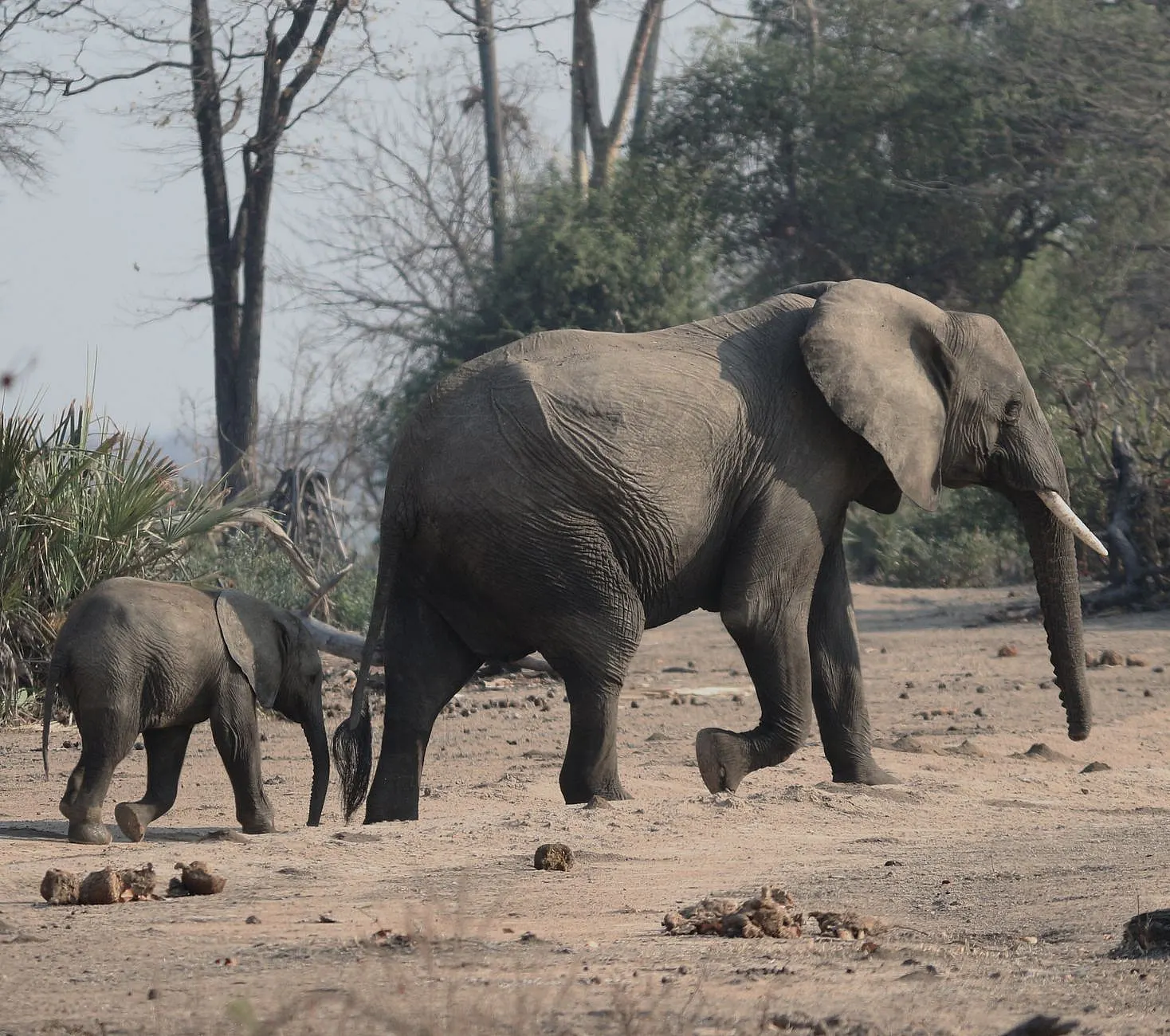 Best Time to Go on Safari in Zambia