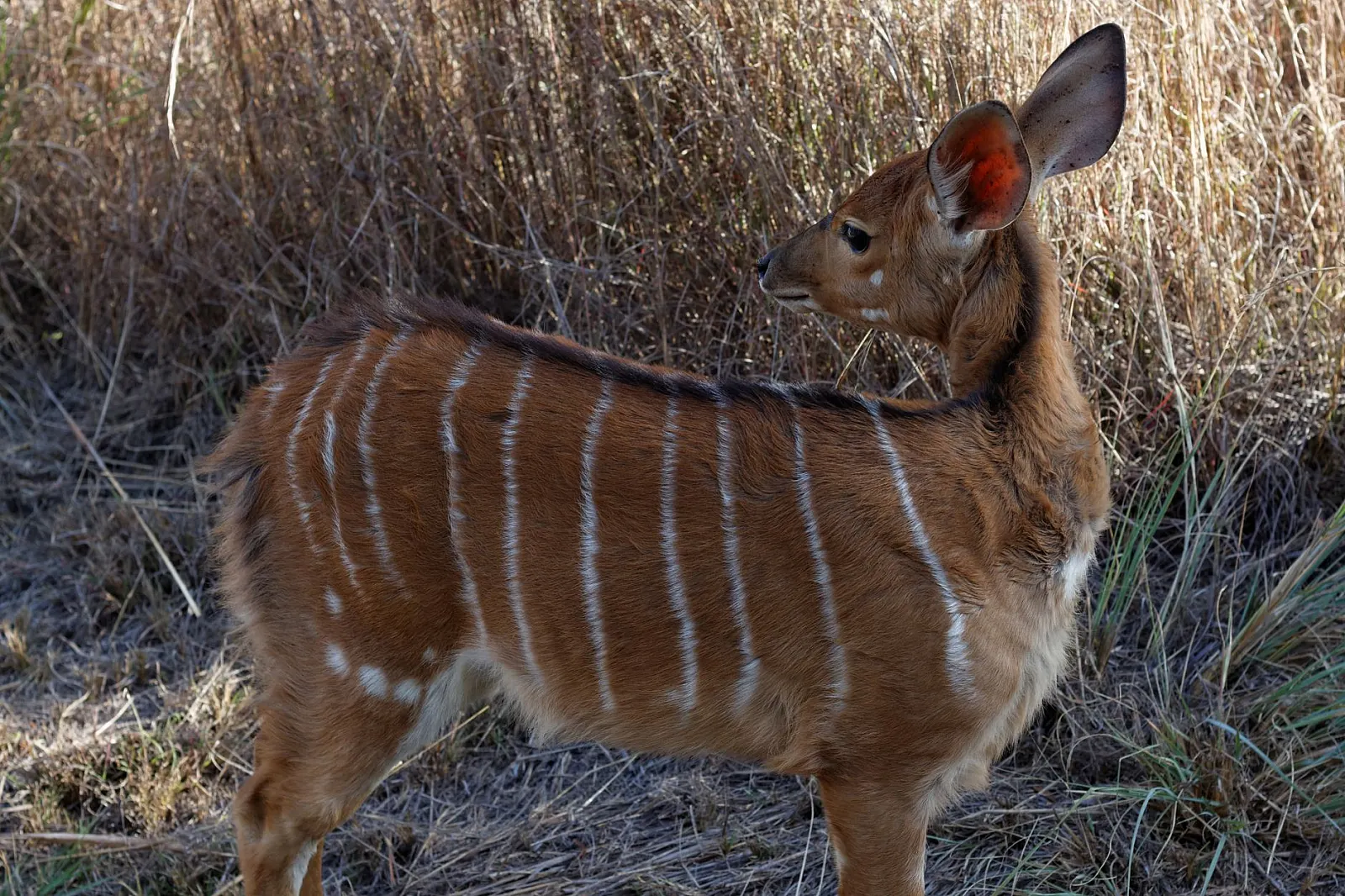 A close-up photo of a Nyala antelope standing in its natural habitat.