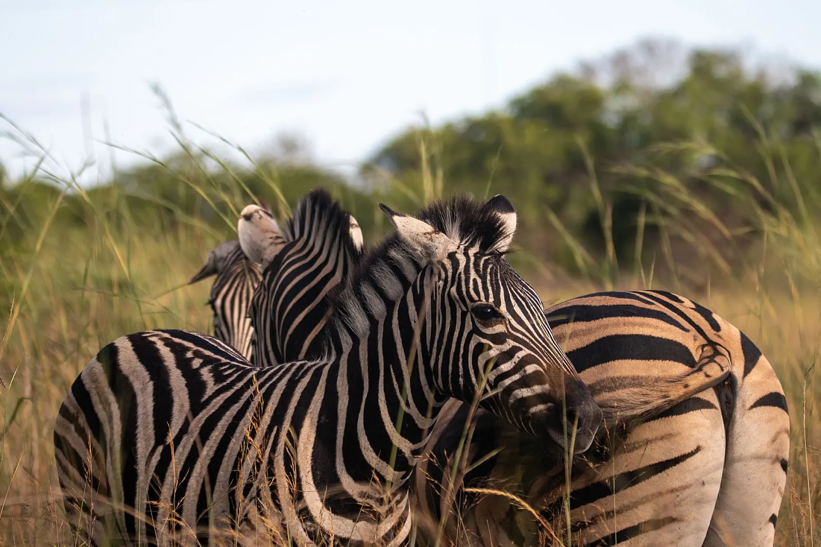A group of zebras grazing together in the lush African savanna during the day.