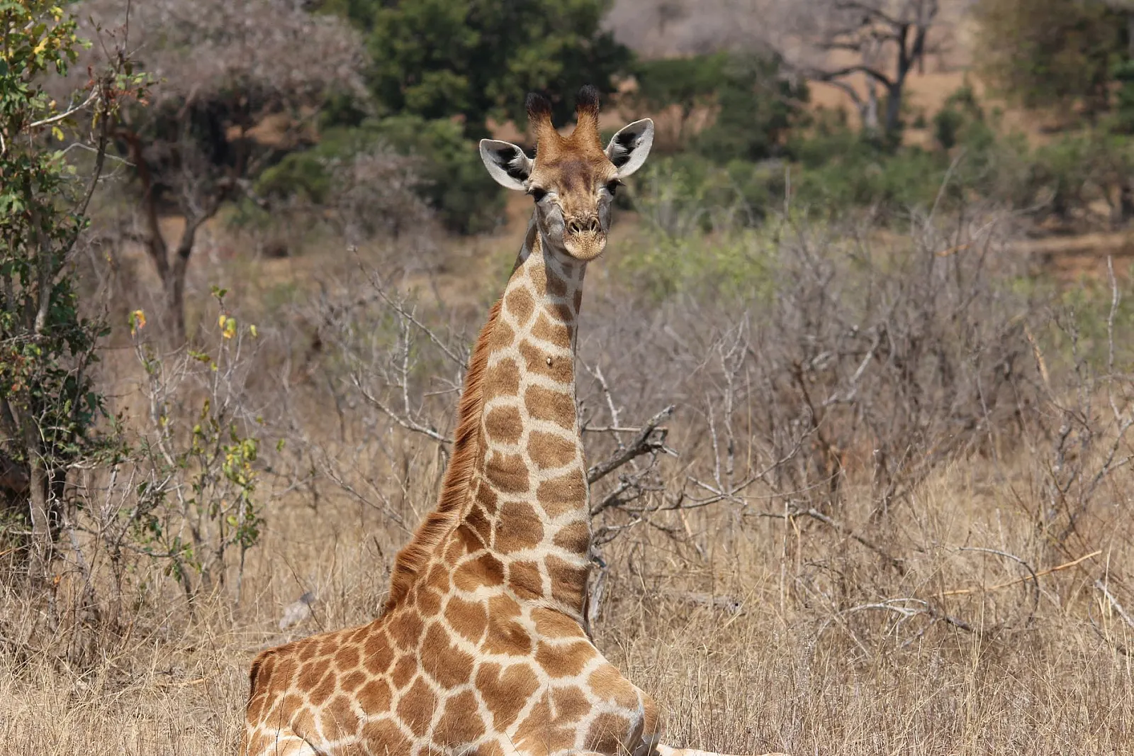 A giraffe sits in the African bush, showcasing its majestic markings in the wild.