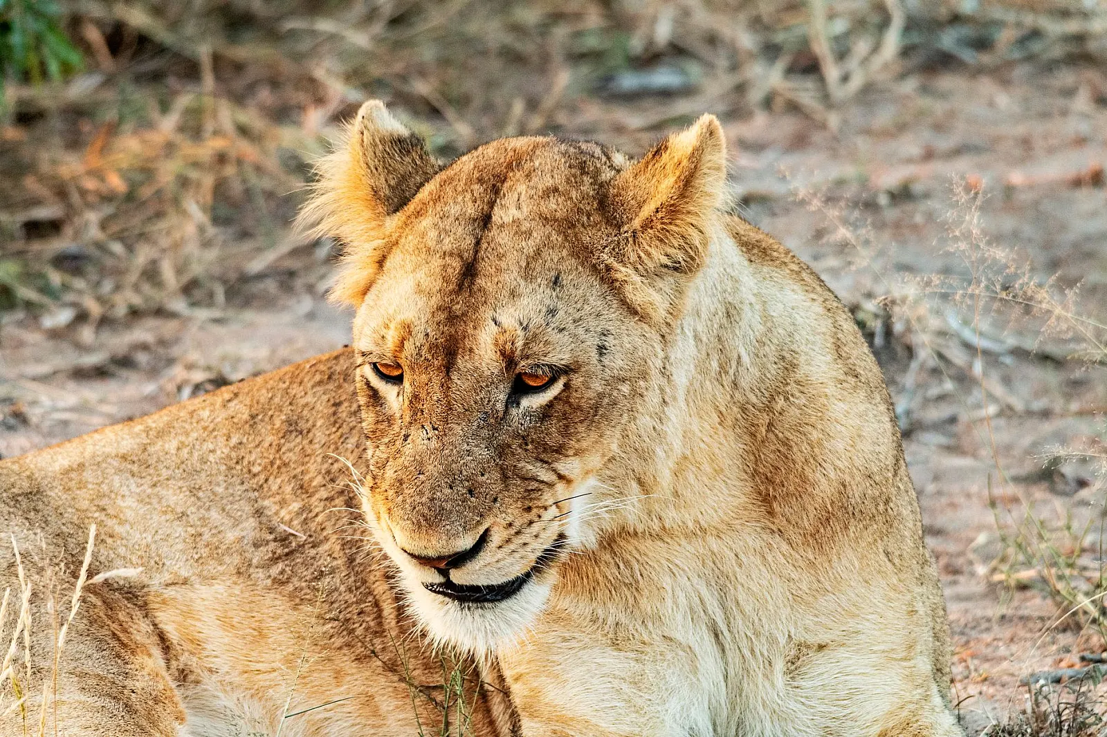 Close-up of a lioness resting in the wild, showcasing her strength and beauty.