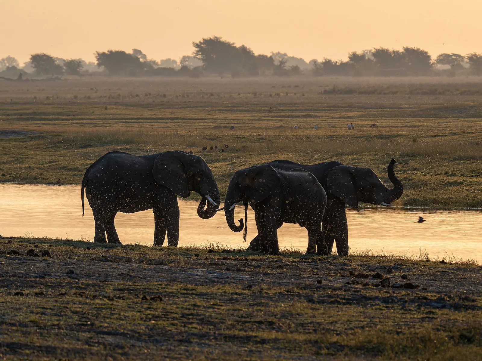 Best Time to Go on Safari in Zimbabwe
