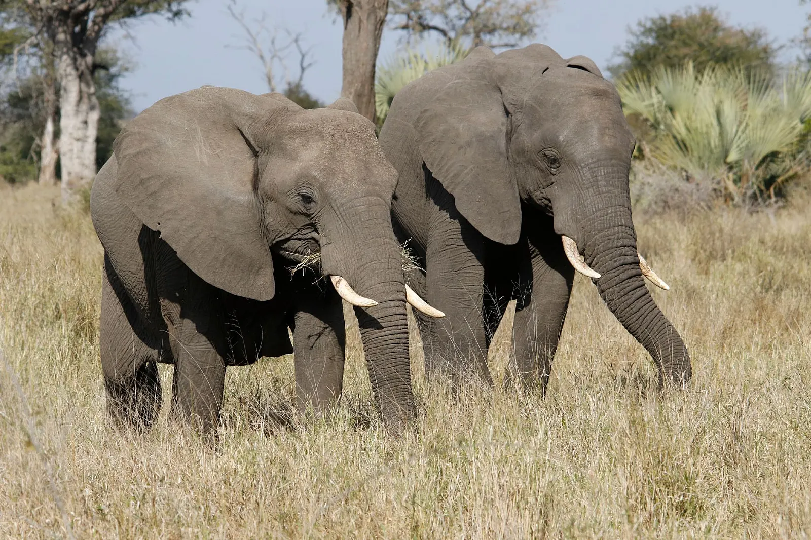 Two African elephants grazing in the savannah, showcasing the beauty of wildlife.