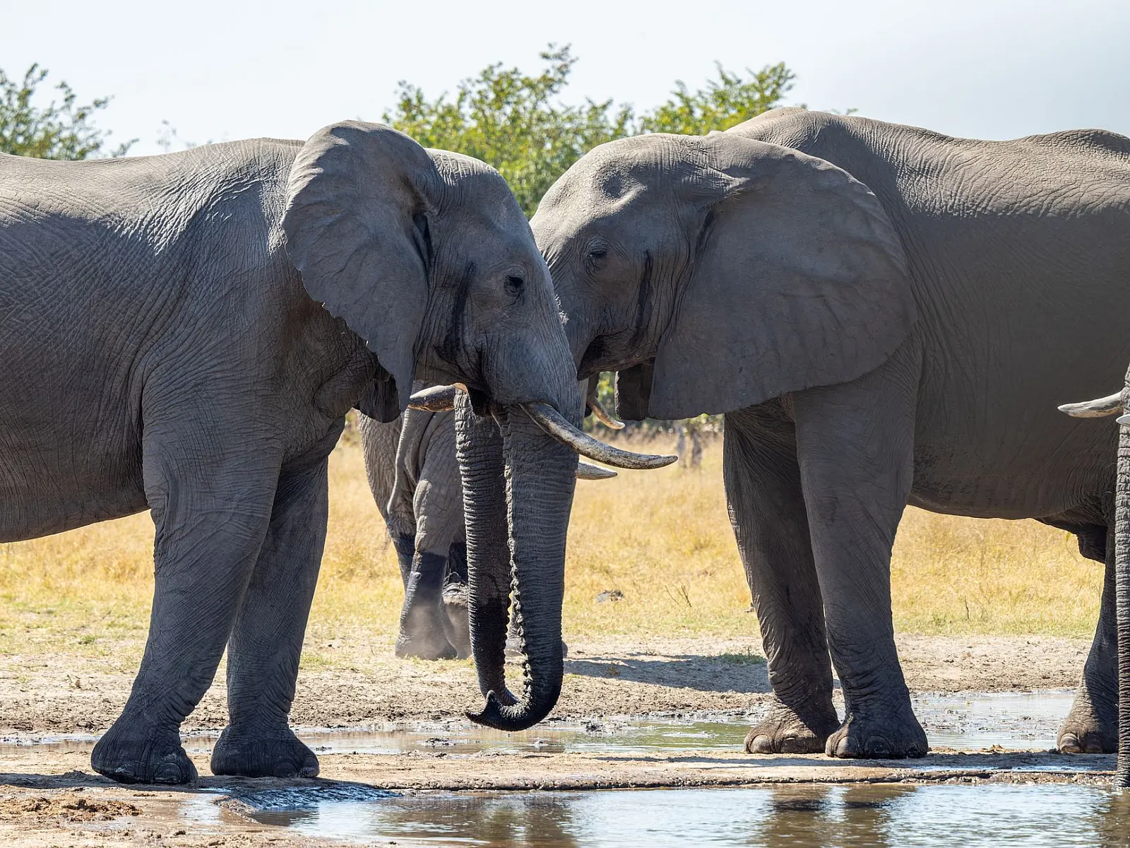 Two African elephants interacting at a serene watering hole in a savannah setting.