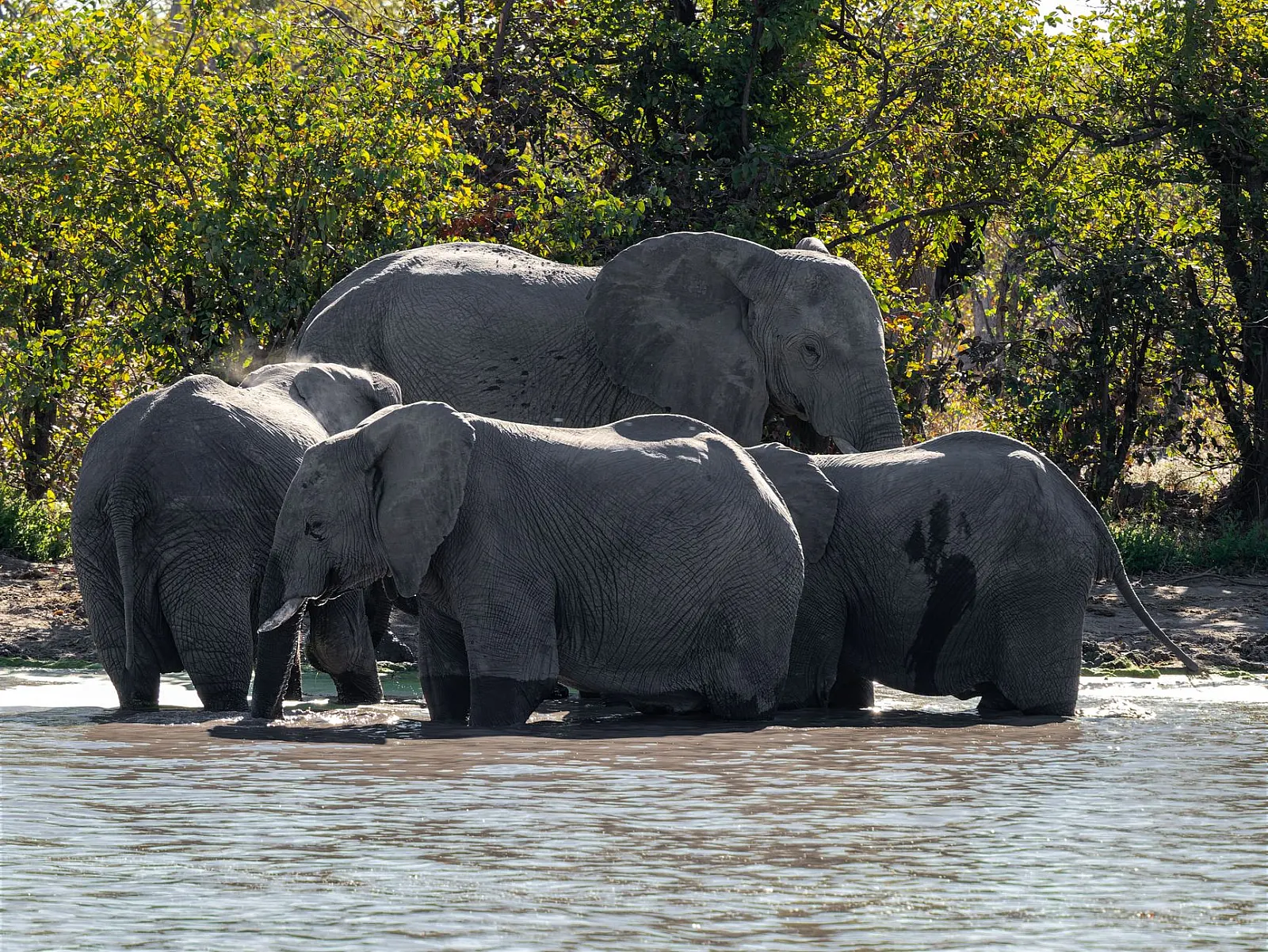 A group of African elephants cooling off in a water body surrounded by lush greenery.