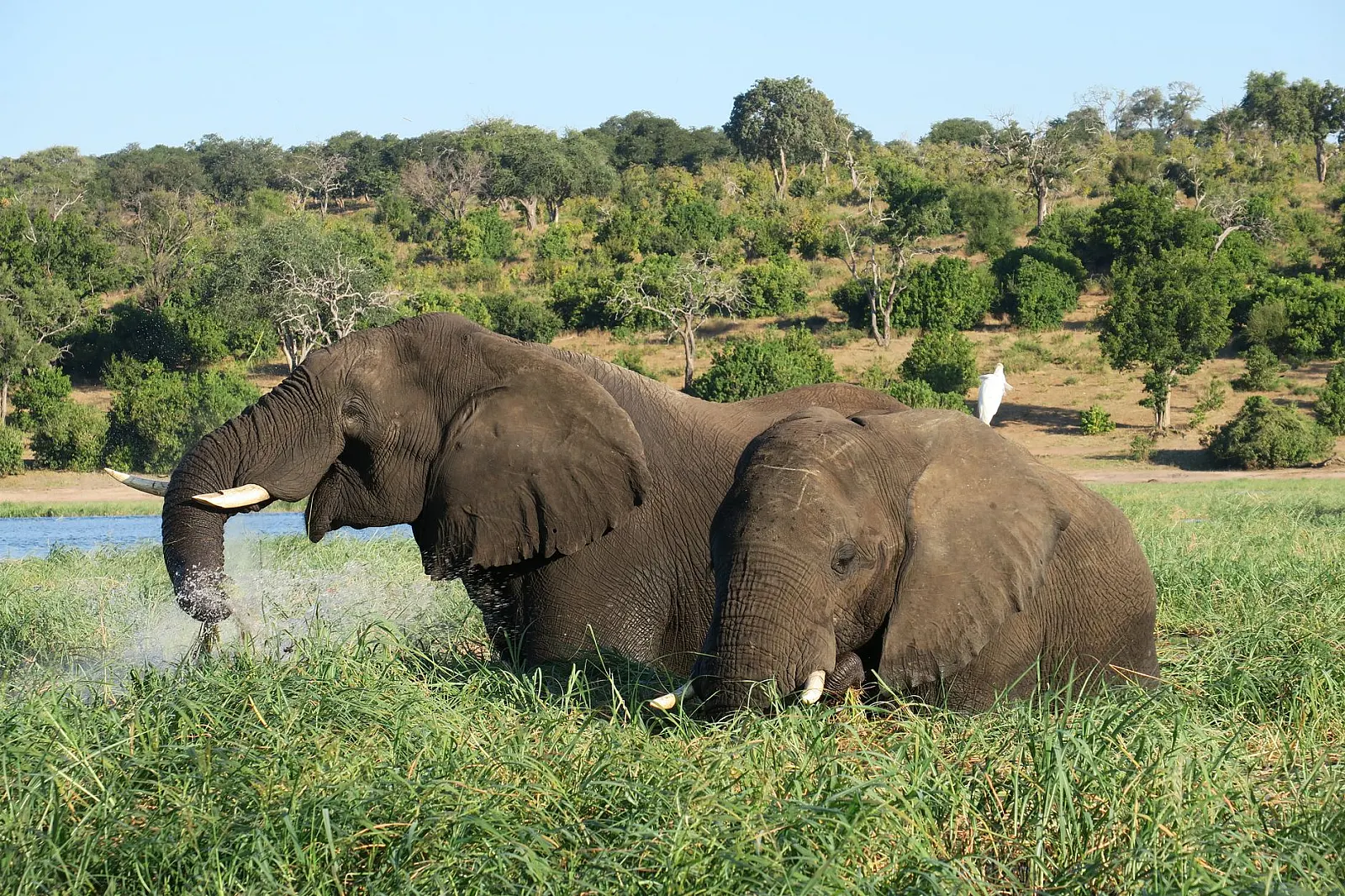 Two African elephants grazing near a river in Botswana's lush savanna.