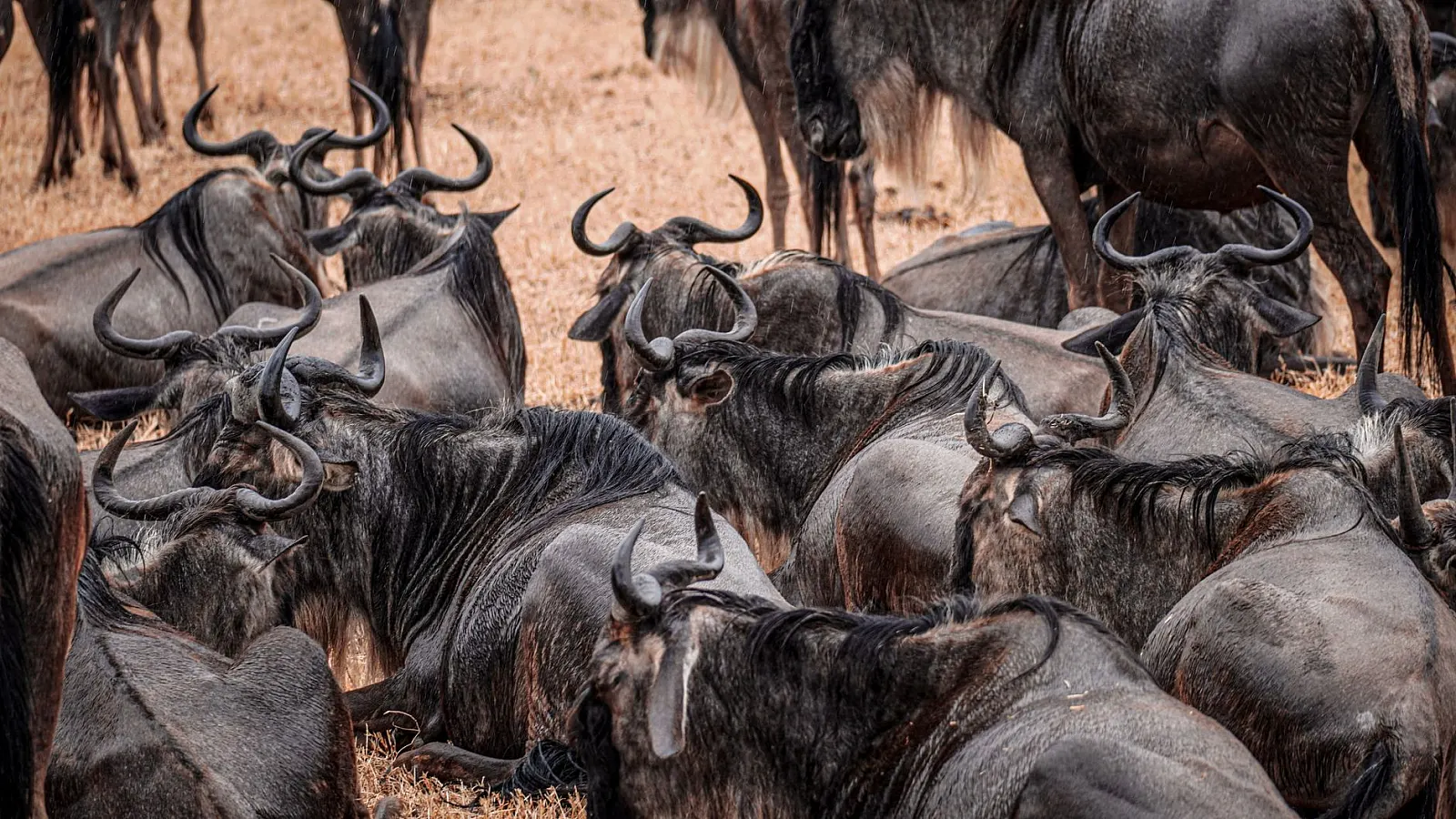 A herd of wildebeests resting on the dry plains of Africa, showcasing their majestic horns.