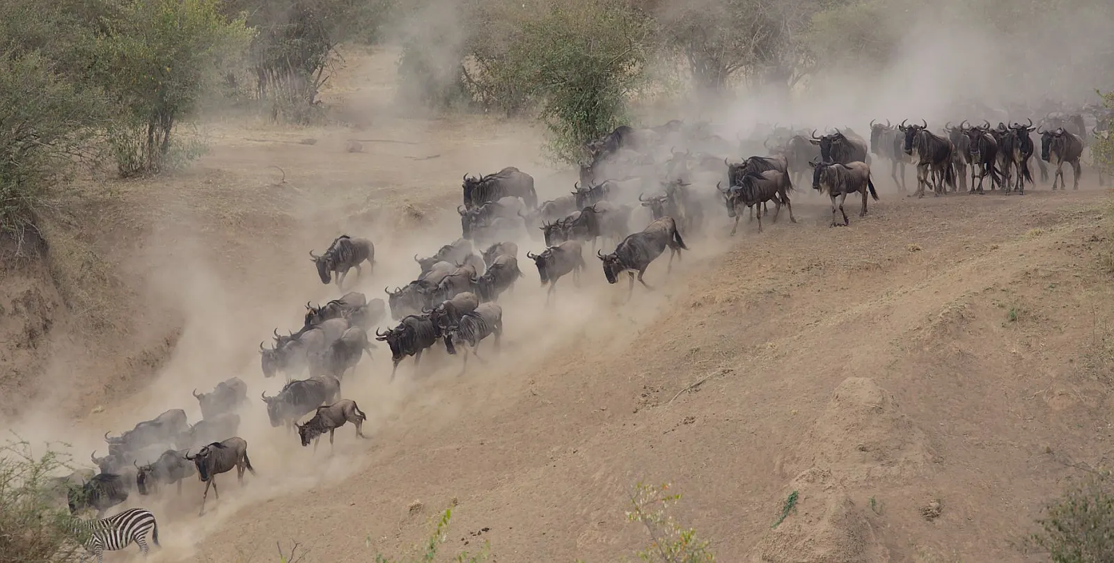 Majestic wildebeest herd surging through Kenya's dusty savanna landscape.