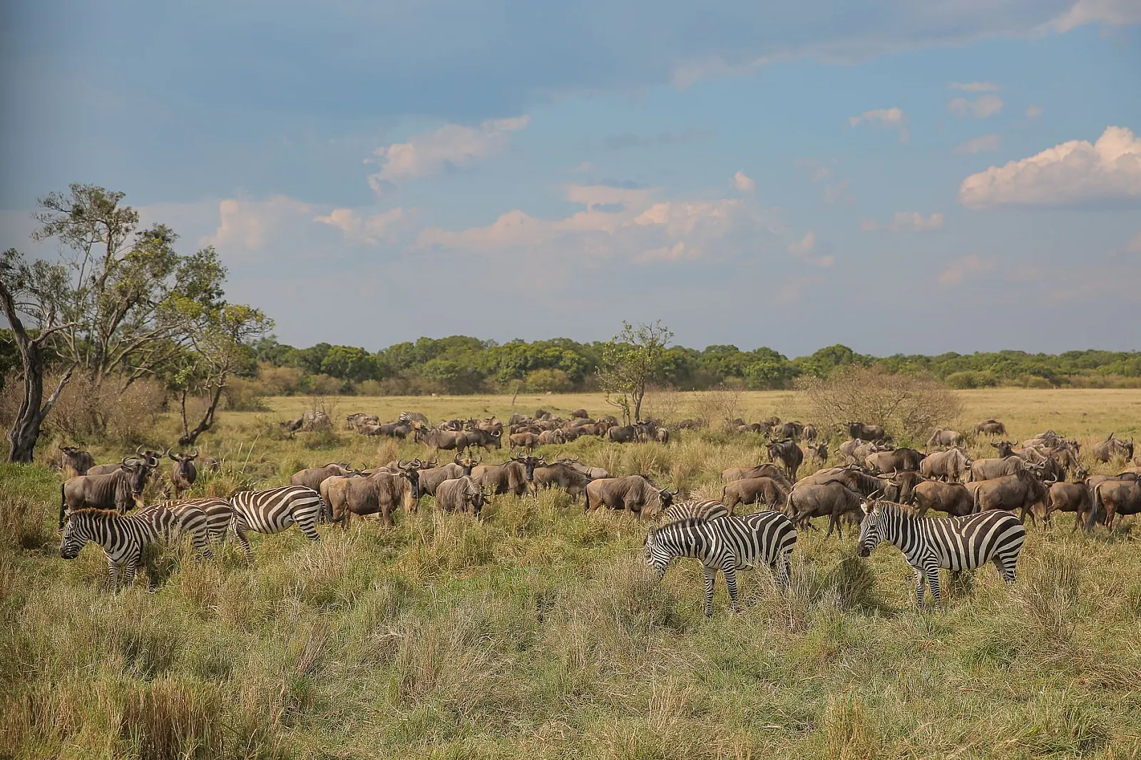 A herd of zebras and wildebeests grazing on the African savannah during the summer.