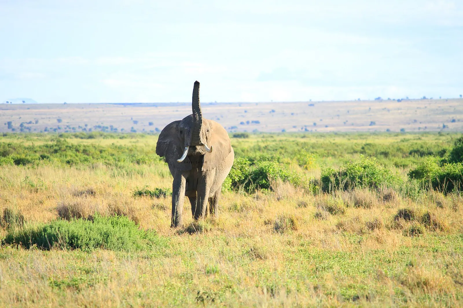 Stunning close-up of an African elephant in Kenya's vast savanna.