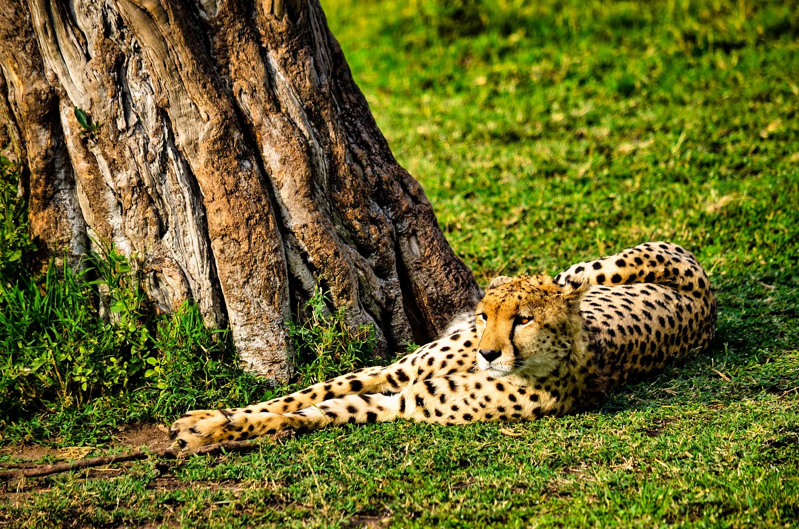Cheetah resting under a tree in Nakuru County, Kenya. A serene wildlife moment captured.
