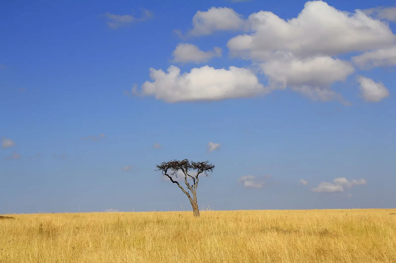 Olare Motorogi Conservancy, bordering the Maasai Mara National Reserve