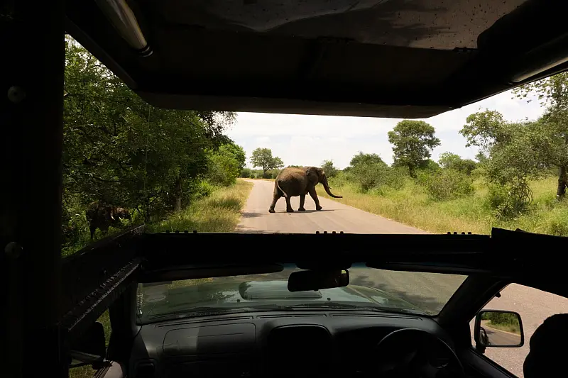 Self-Drive Kruger vs a Private Reserve: What Actually Differs