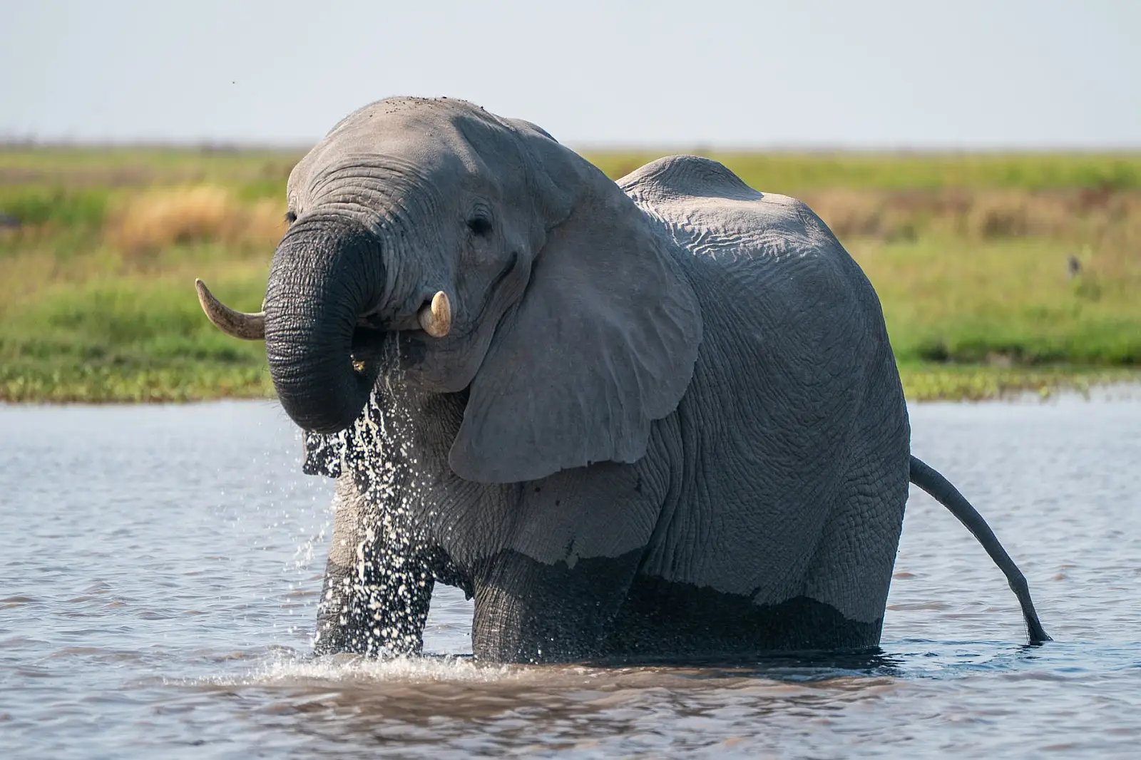 Khwai concession, north-eastern Okavango Delta, bordering Moremi Game Reserve