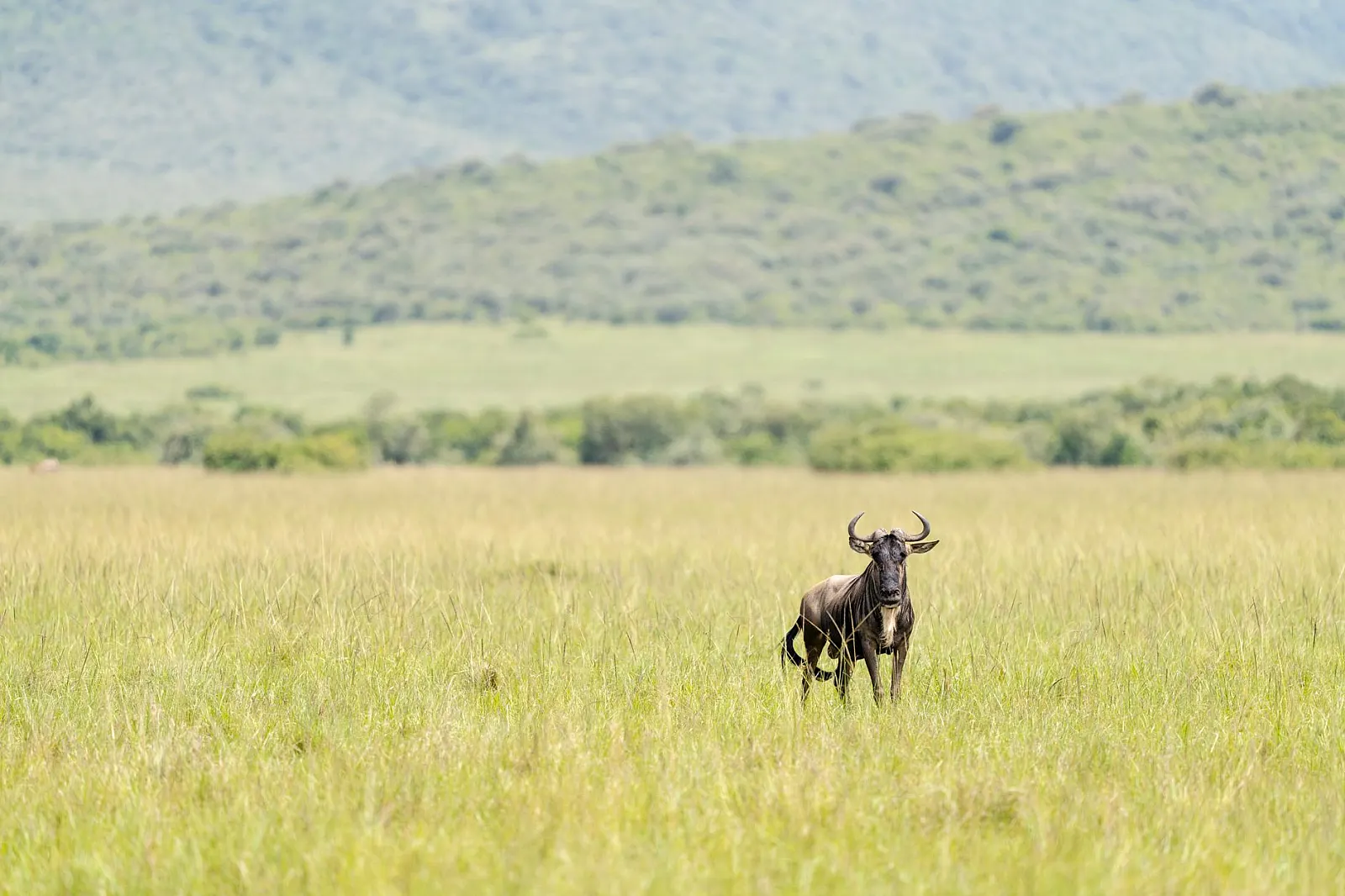 A lone wildebeest stands in the expansive green savannah of Narok, Kenya.