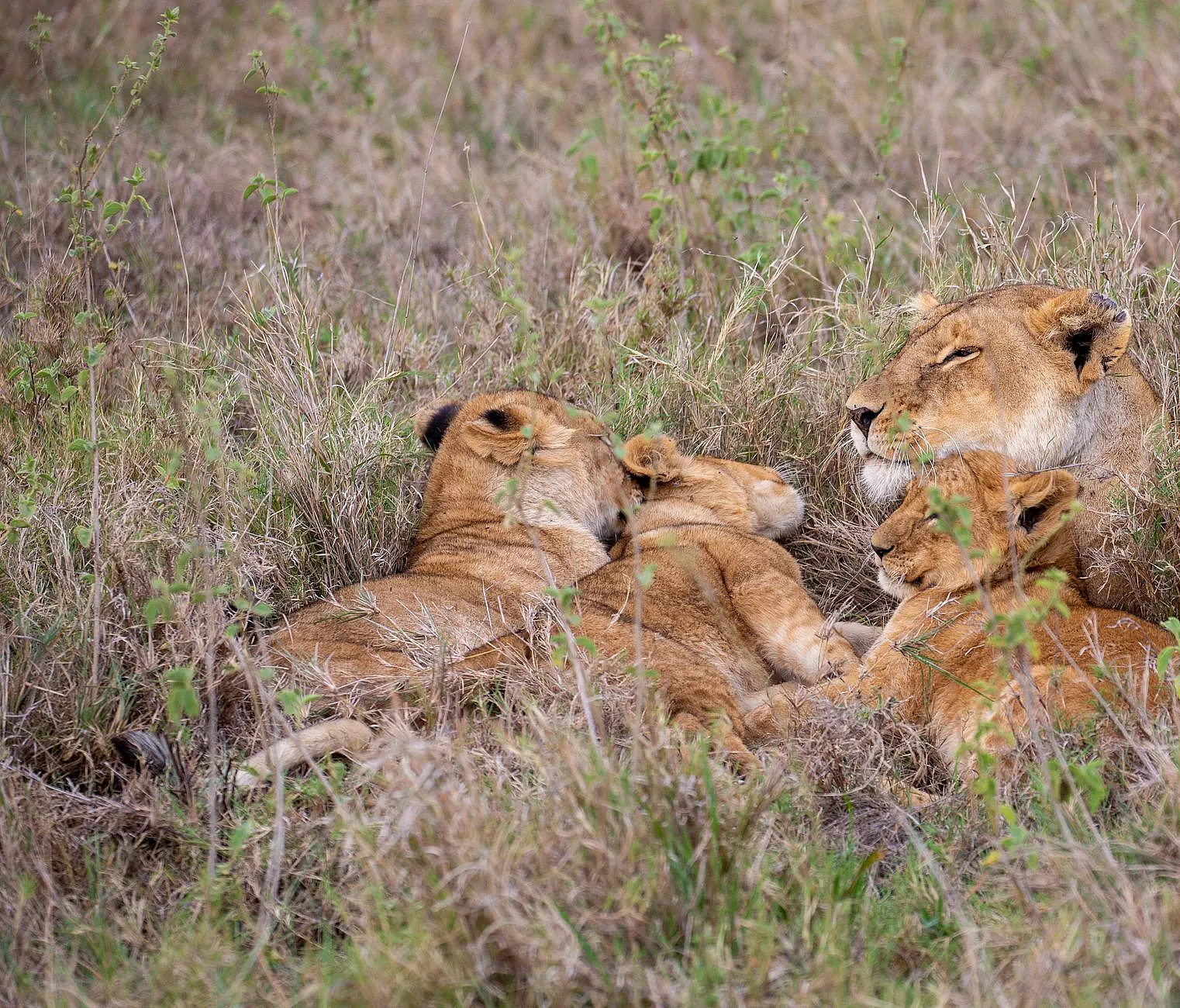 Lioness and her cubs resting in the dry grasslands of the African savannah, displaying wildlife behavior.