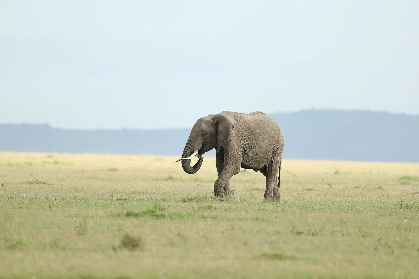 A majestic African elephant wandering the vast grasslands of Masai Mara, Kenya.