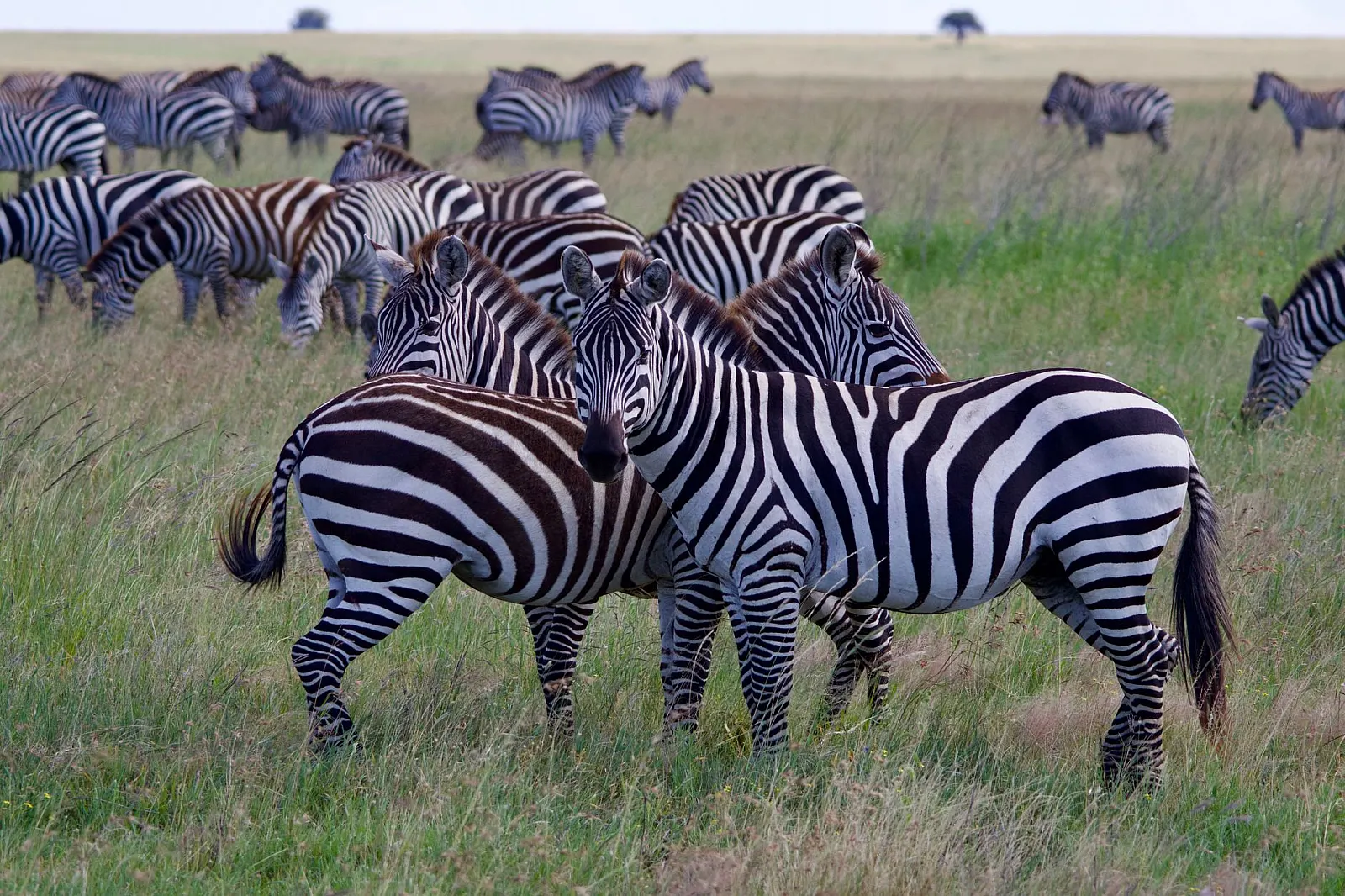 A large herd of zebras grazing on the lush savanna grasslands of Tanzania.