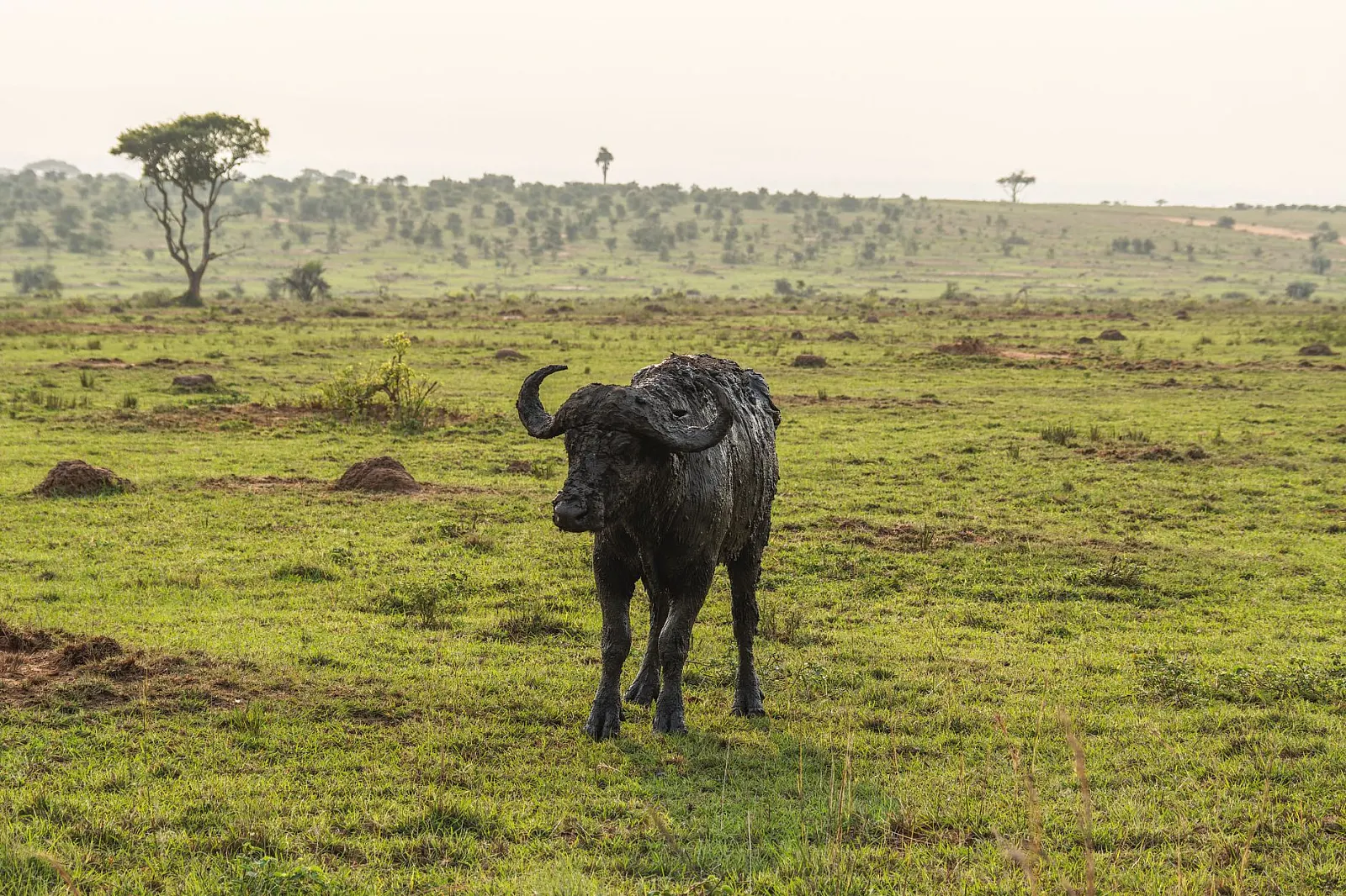 A lone African Cape buffalo in the savannah landscape, surrounded by lush greenery and scattered trees.