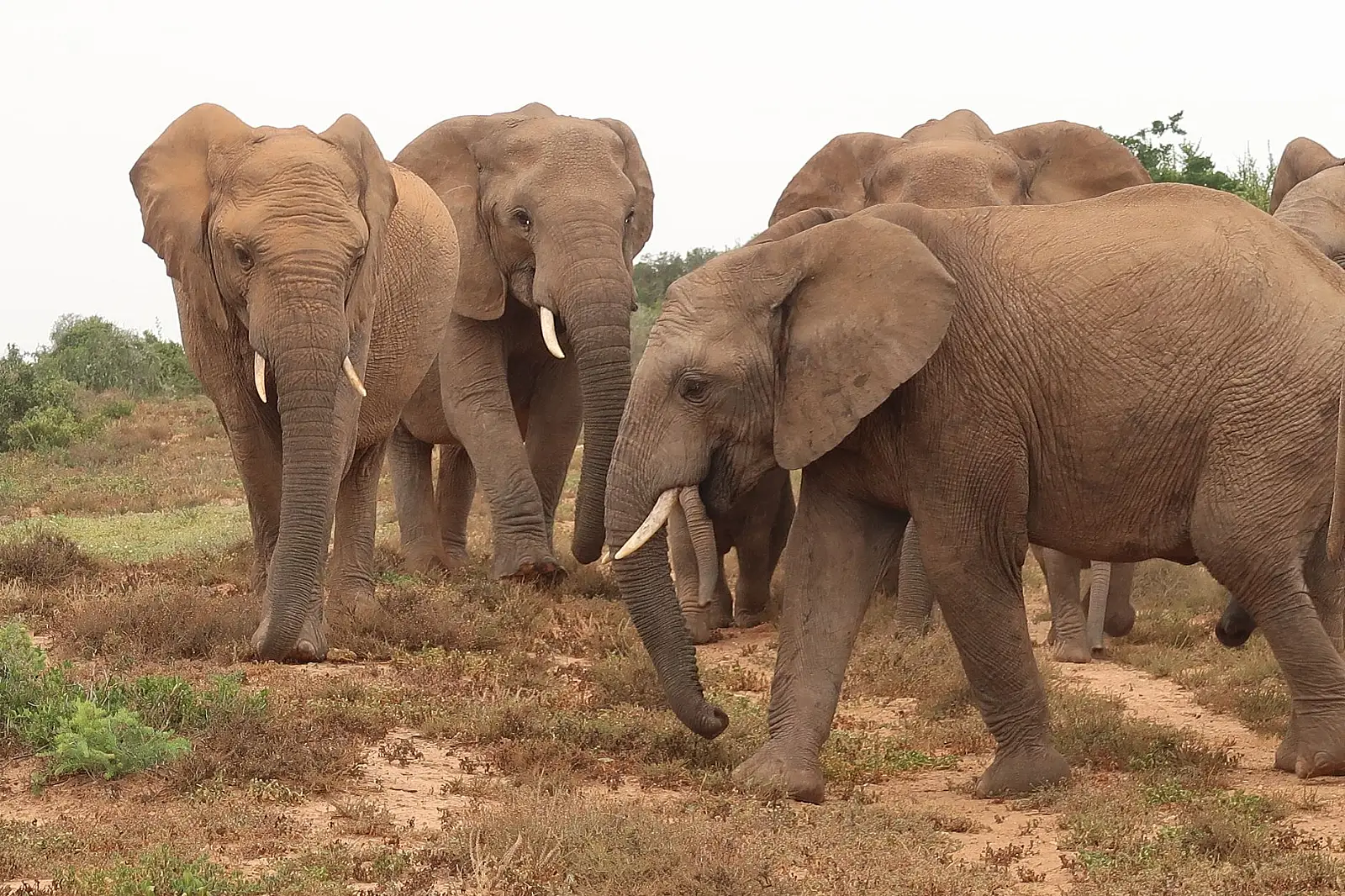 Inside Addo Elephant National Park, main entrance gate, ~72km from Gqeberha
