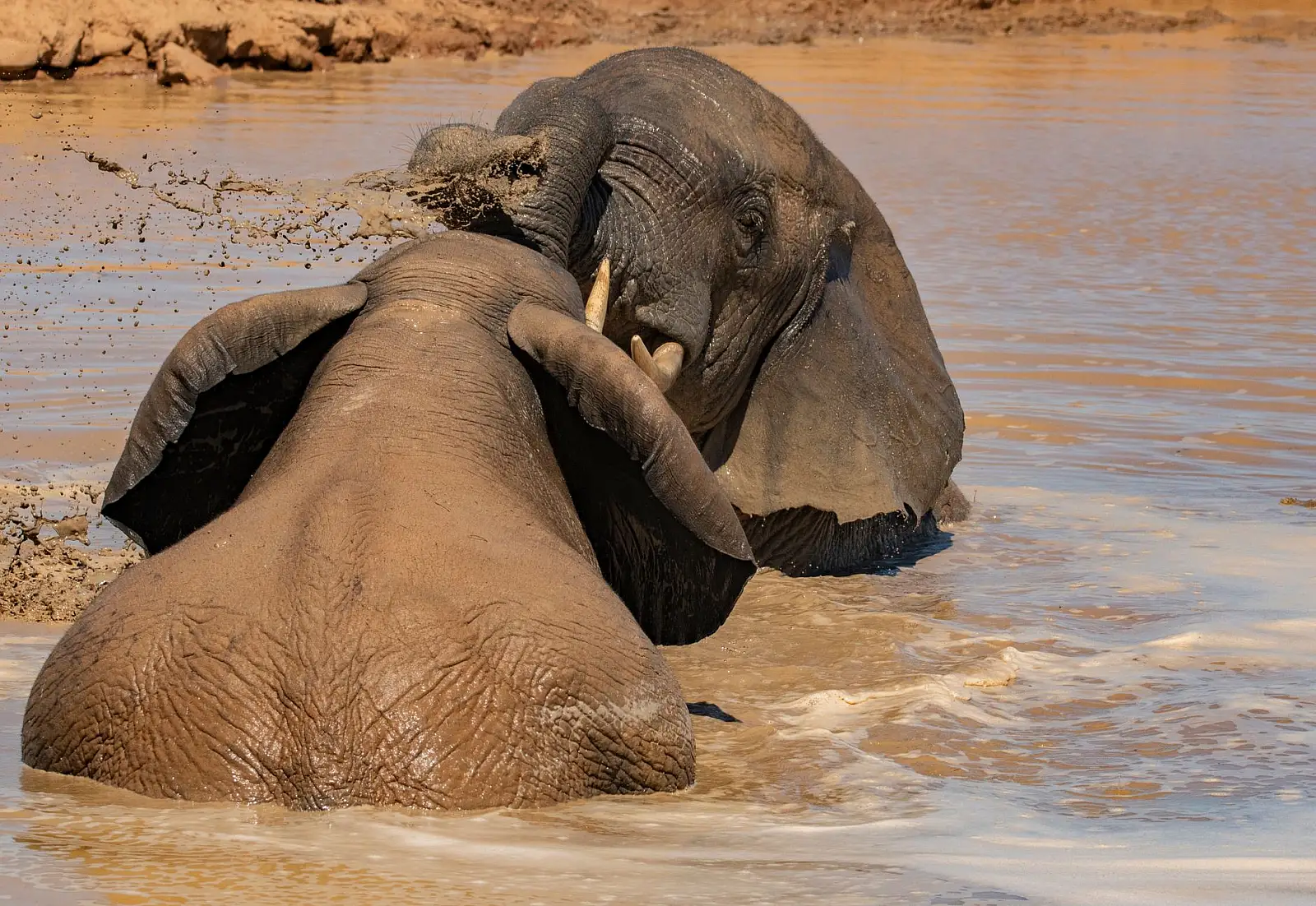 Private concession within Addo Elephant National Park