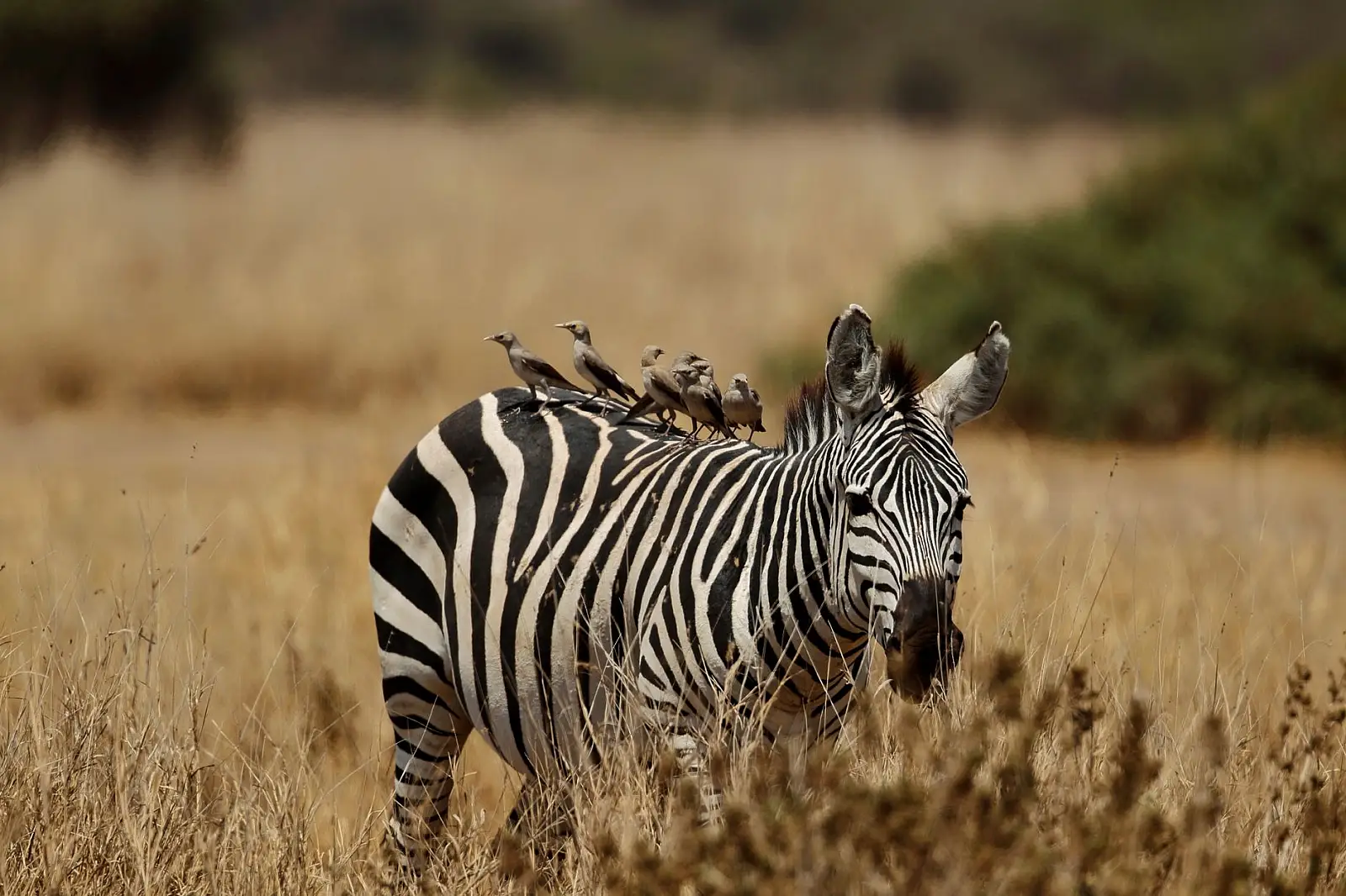 Private conservancy on the south-western boundary of Amboseli National Park, Kajiado County