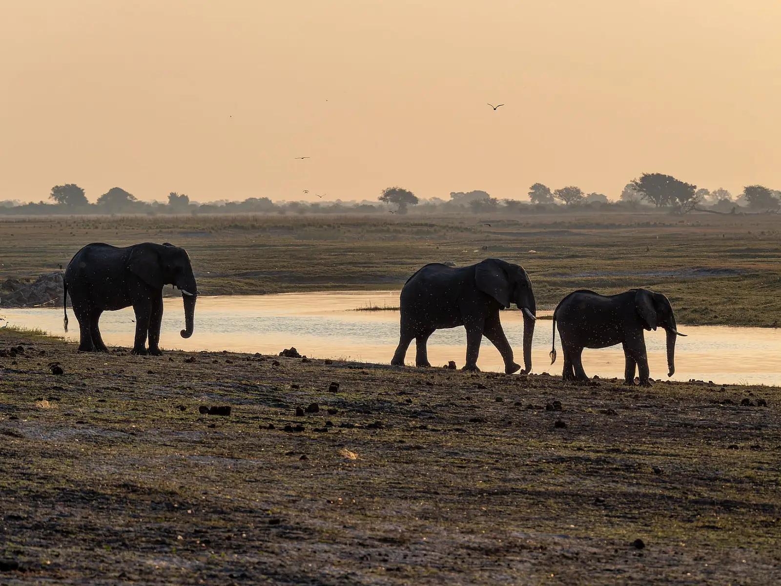 Private concession in the Chobe Enclave on the edge of the Linyanti Marsh, bordering Chobe National Park