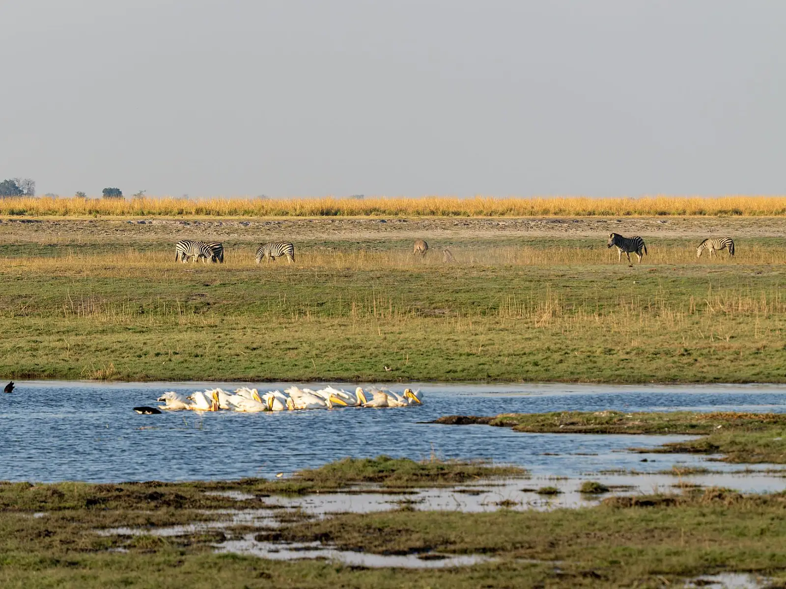 Linyanti Enclave, on the Linyanti wetlands bordering Chobe National Park