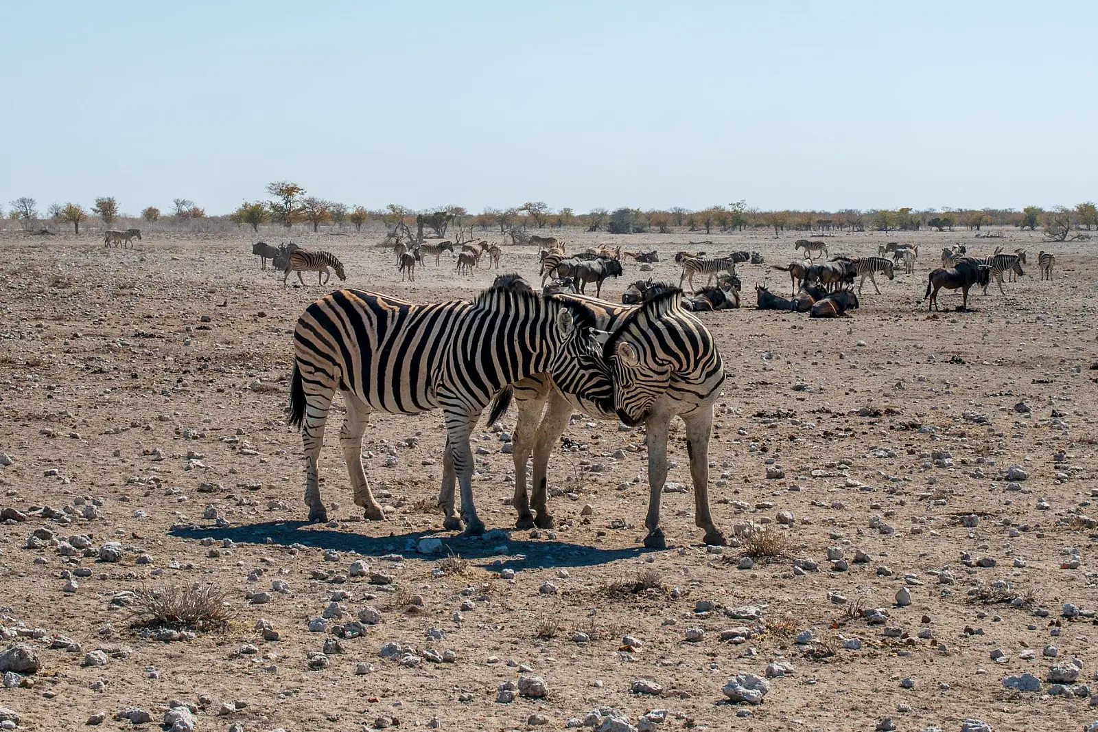 North-eastern Etosha National Park, on the rim of the Etosha Pan away from the self-drive routes
