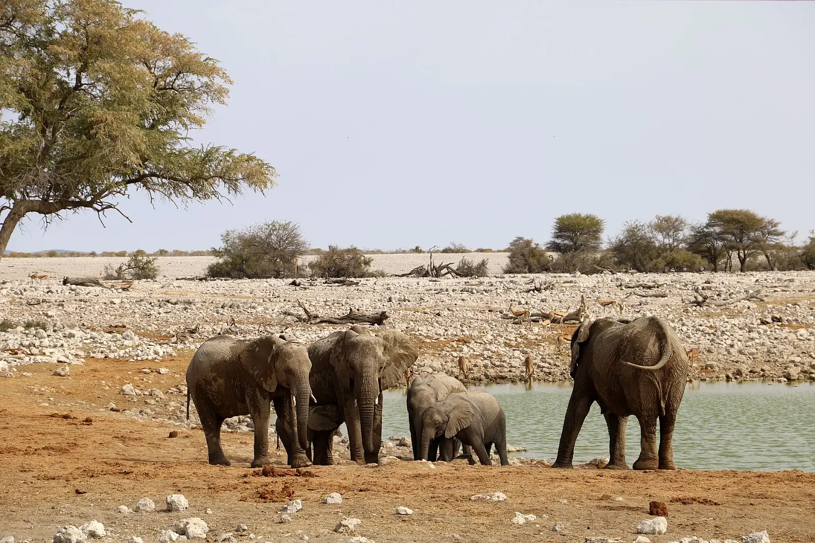 Ongava Game Reserve, southern Etosha boundary