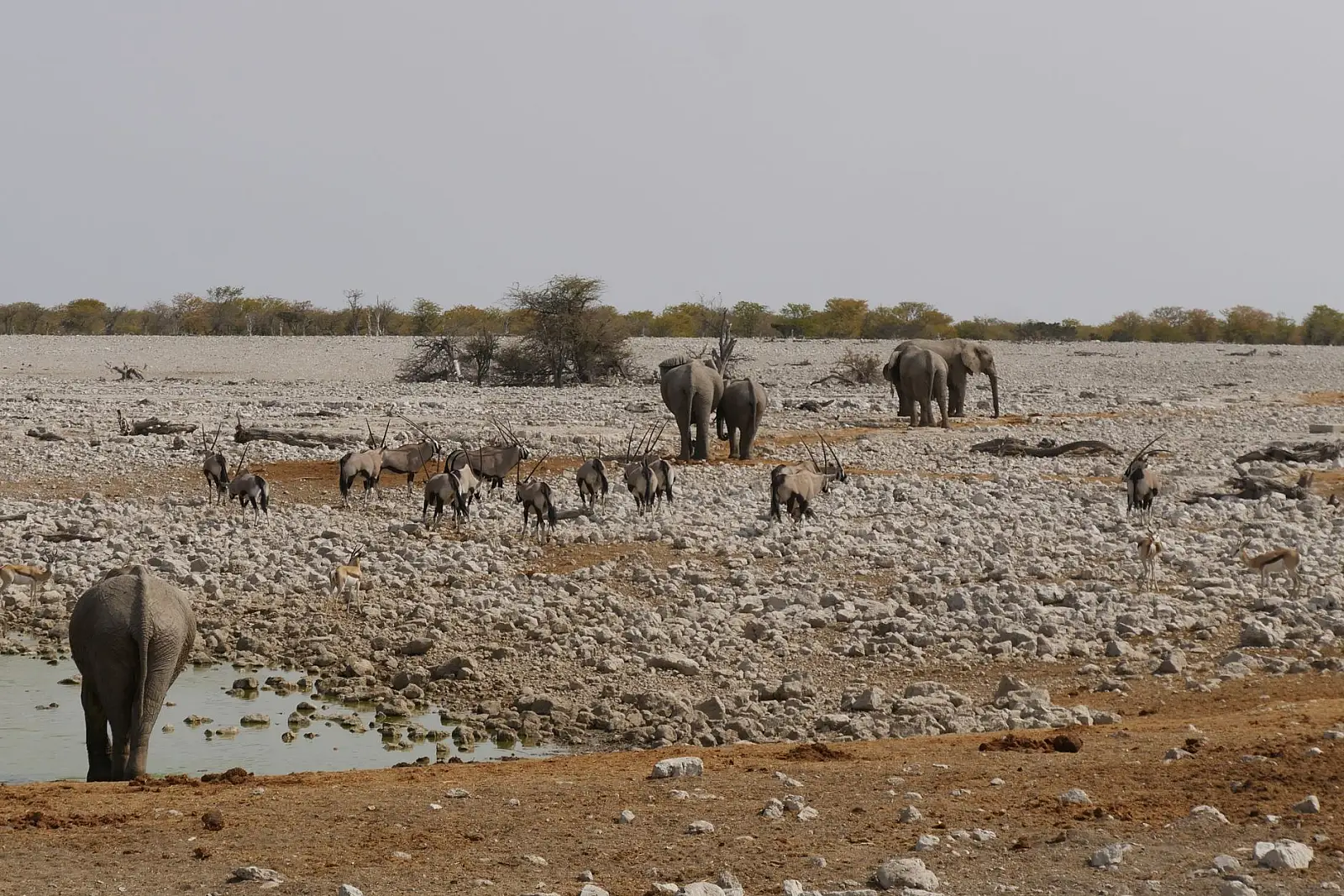 Western Etosha National Park, near the Galton Gate