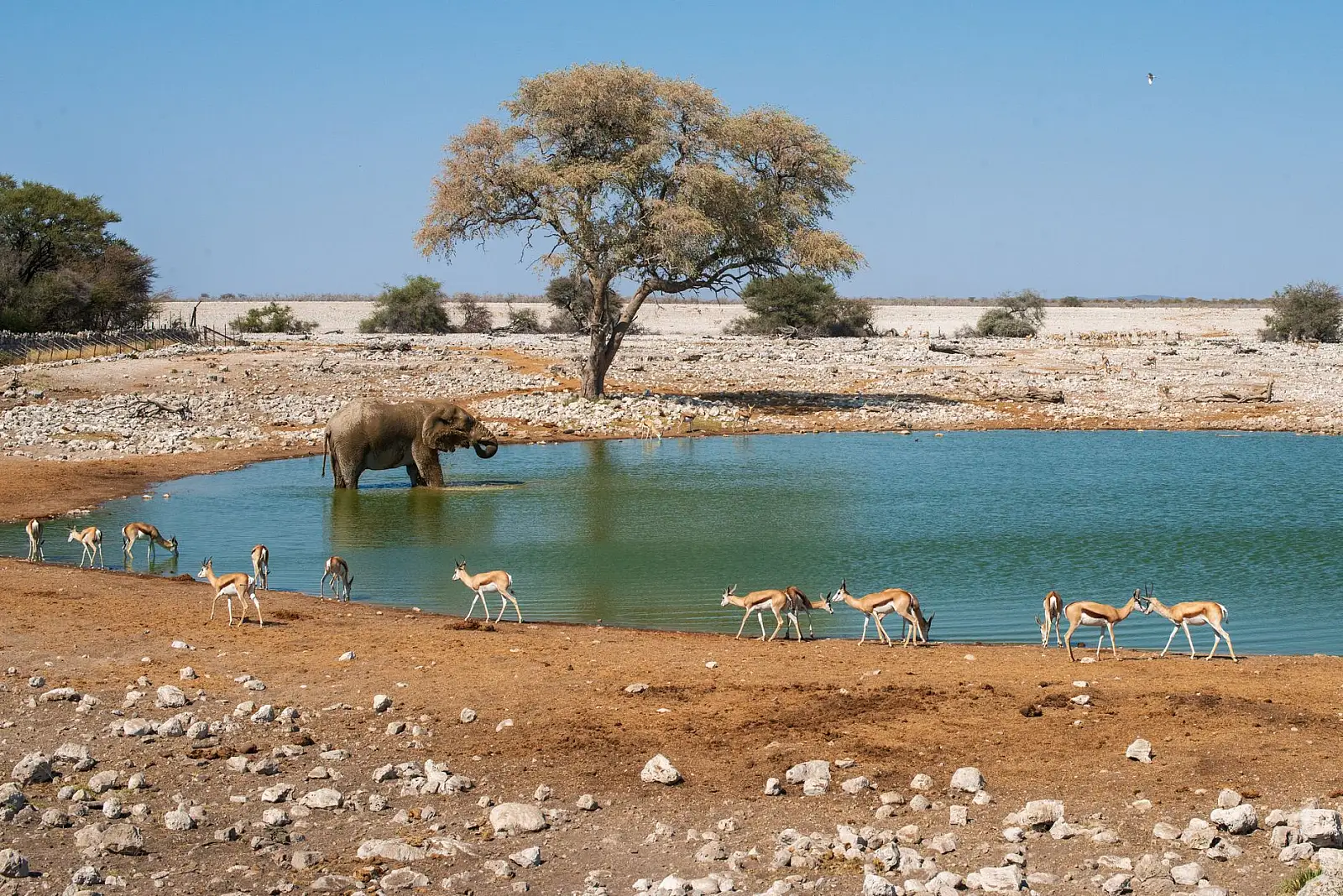 Eastern Etosha, 8 km outside the Von Lindequist Gate