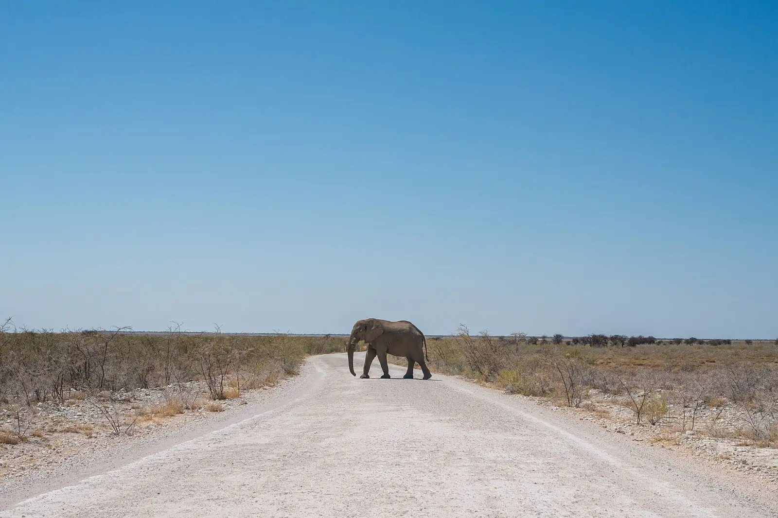 Onguma Private Nature Reserve, eastern Etosha