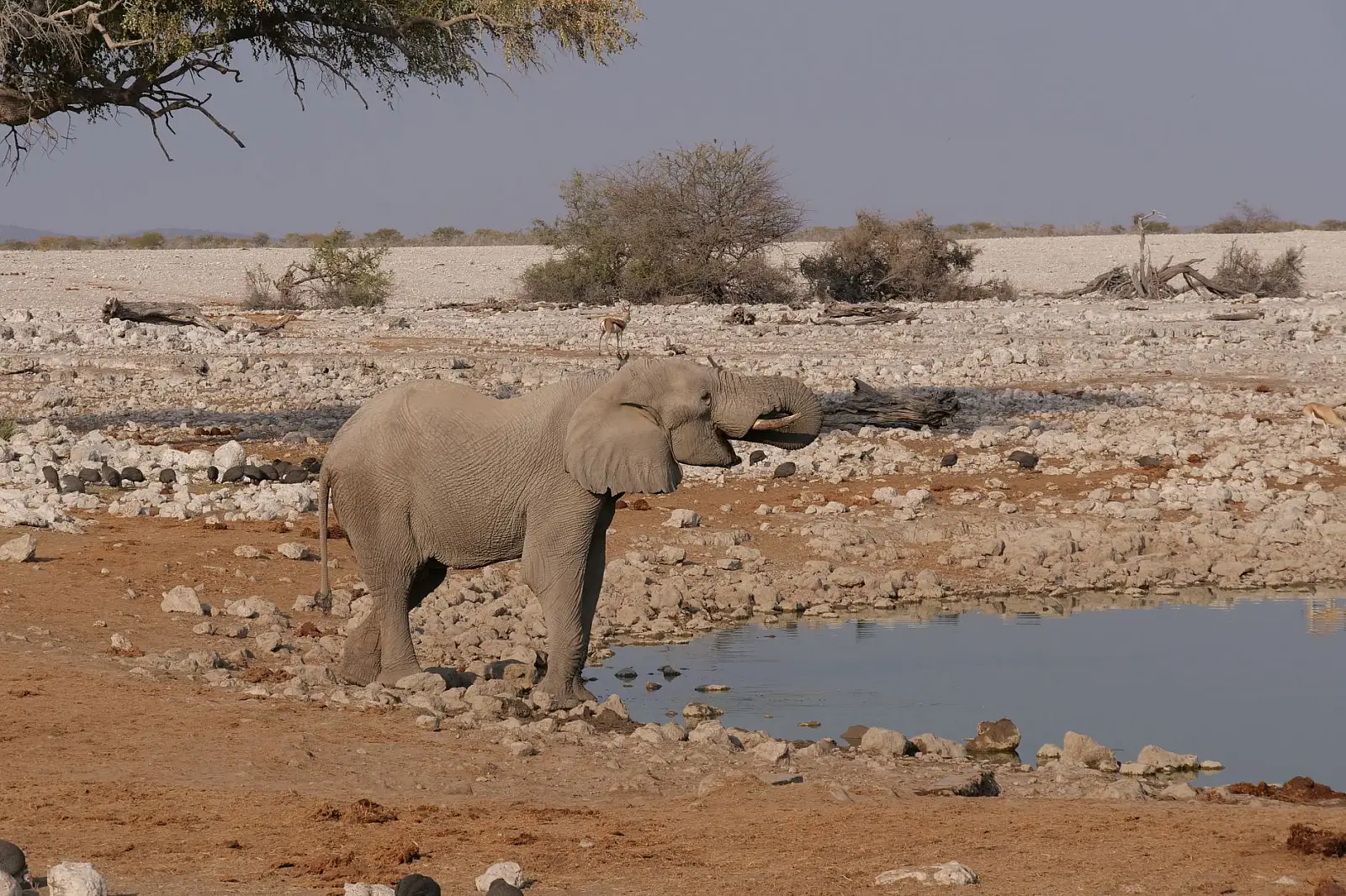Ongava Game Reserve, southern Etosha boundary