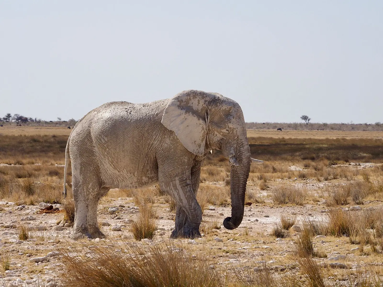 Inside Etosha National Park, midway between Okaukuejo and Namutoni