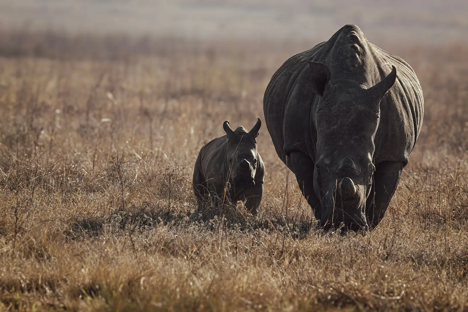 Private reserve near Hluhluwe town — not inside Hluhluwe-iMfolozi Park itself